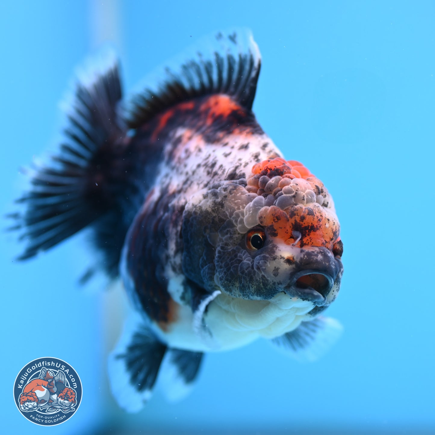 Shogun Calico Oranda 4 inches Body - Female (250207_OR07)