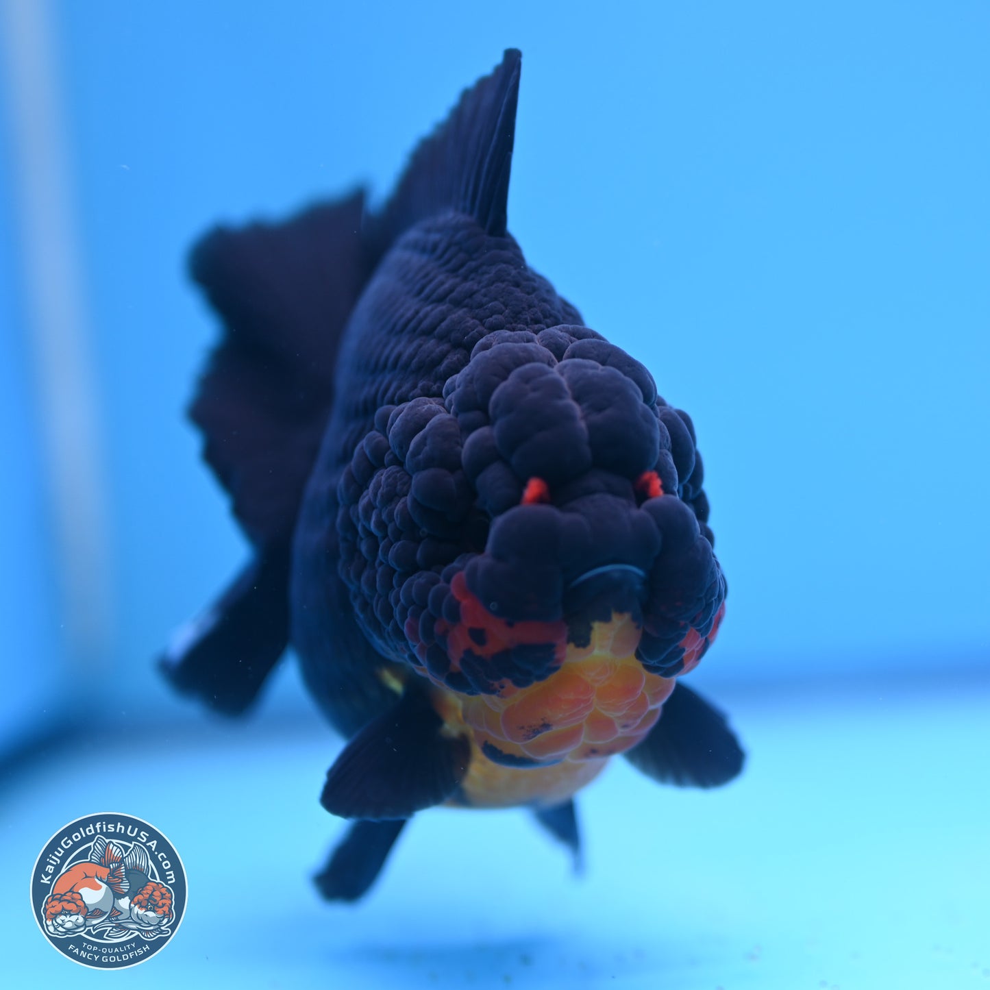 Apache YuanBao Oranda 5 inches (241025_OR07) - Kaiju Goldfish USA