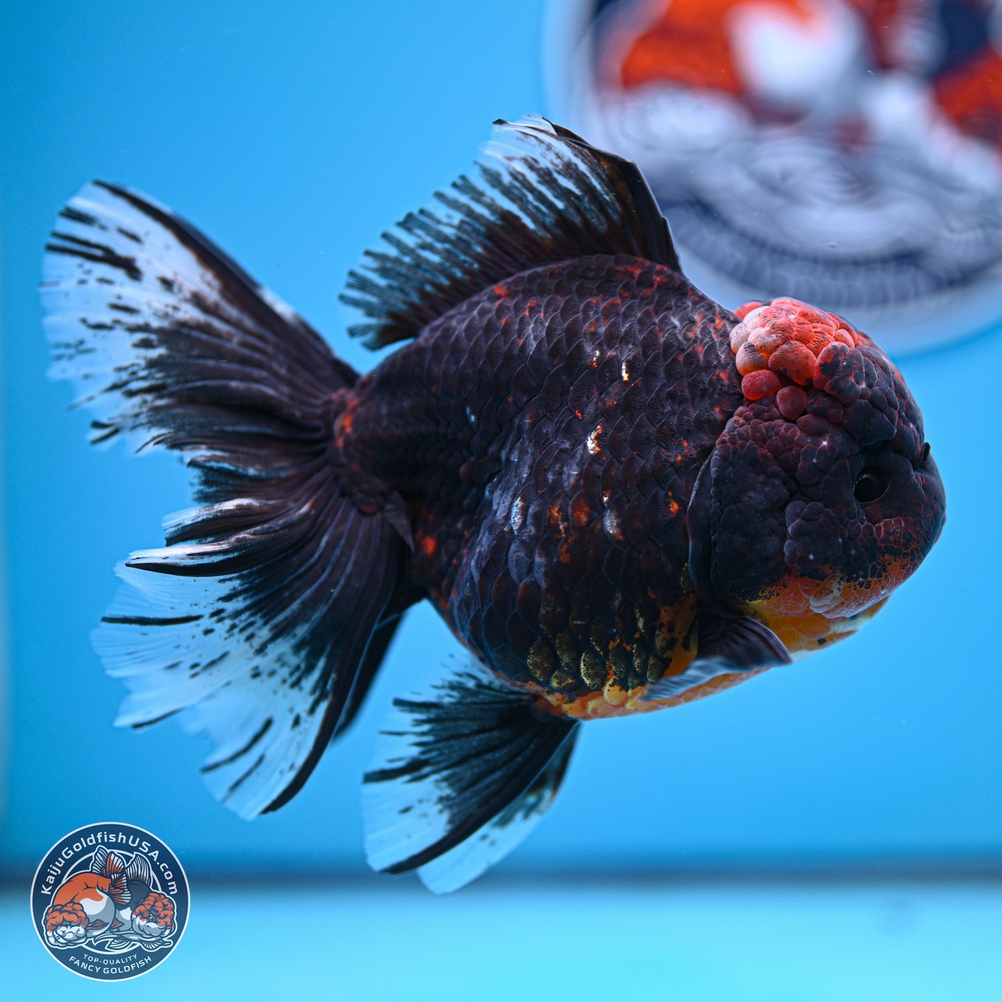 Kirin Rose Tail Oranda 4 inches Body - Female (241129_OR07) - Kaiju Goldfish USA