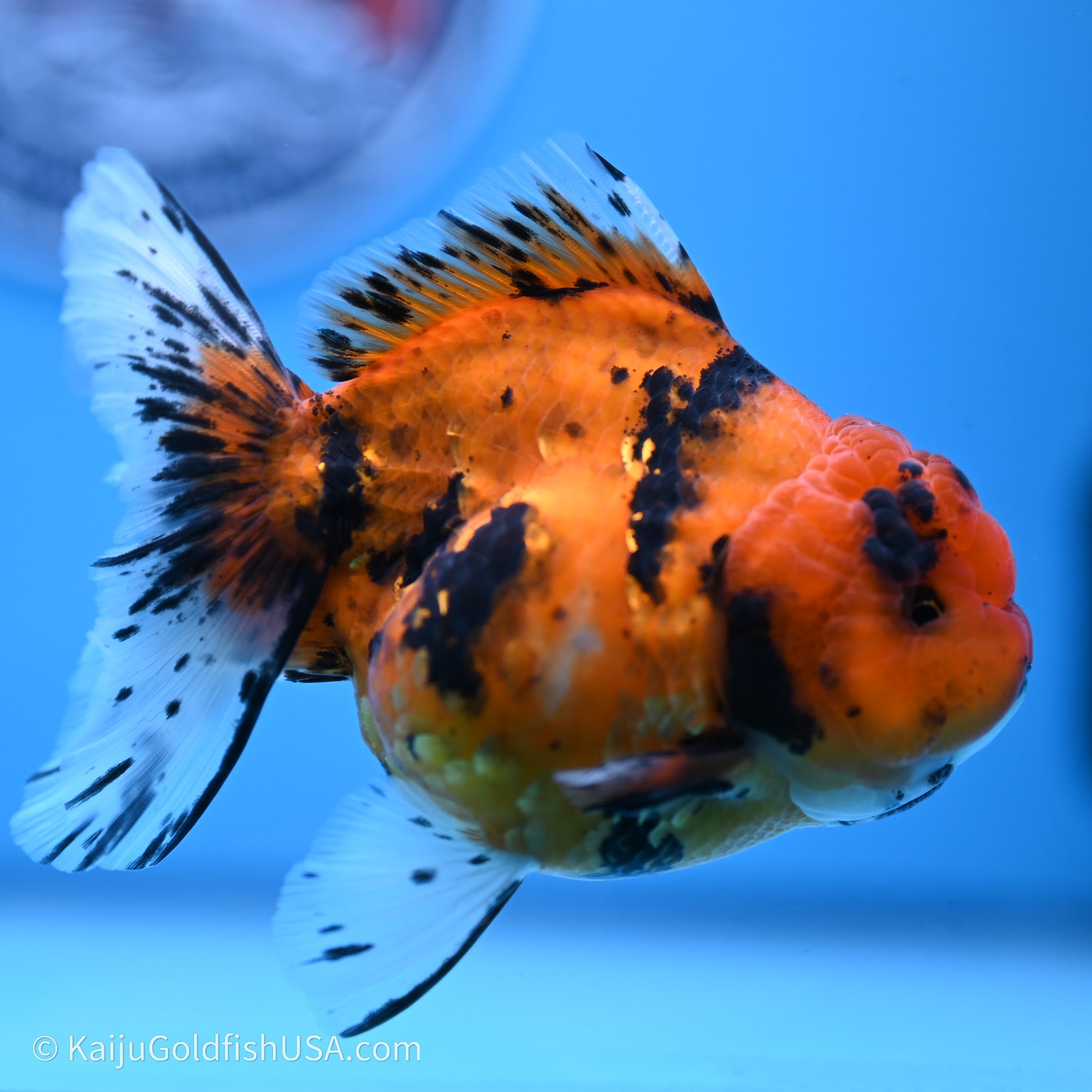 Shogun Godzilla Tiger Oranda 3.8in Body (240719_OR07) - Kaiju Goldfish USA