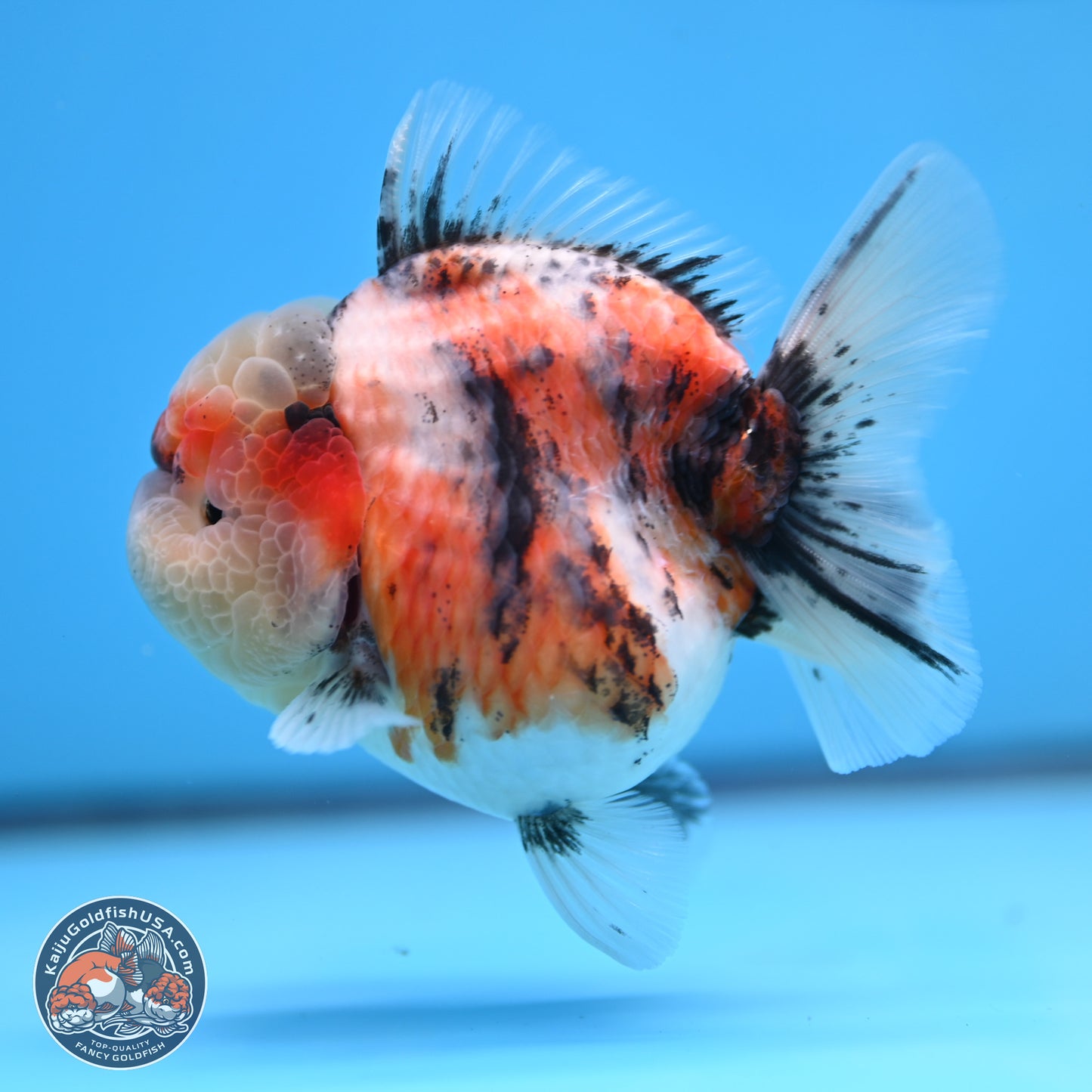 Tricolor Tiger YuanBao Oranda 3.25 inches Body - Female (250314_OR07)