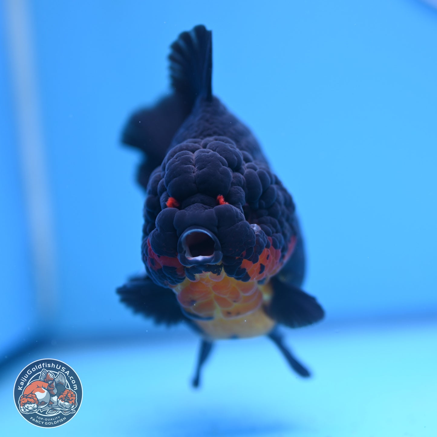 Apache YuanBao Oranda 5 inches (241025_OR07) - Kaiju Goldfish USA