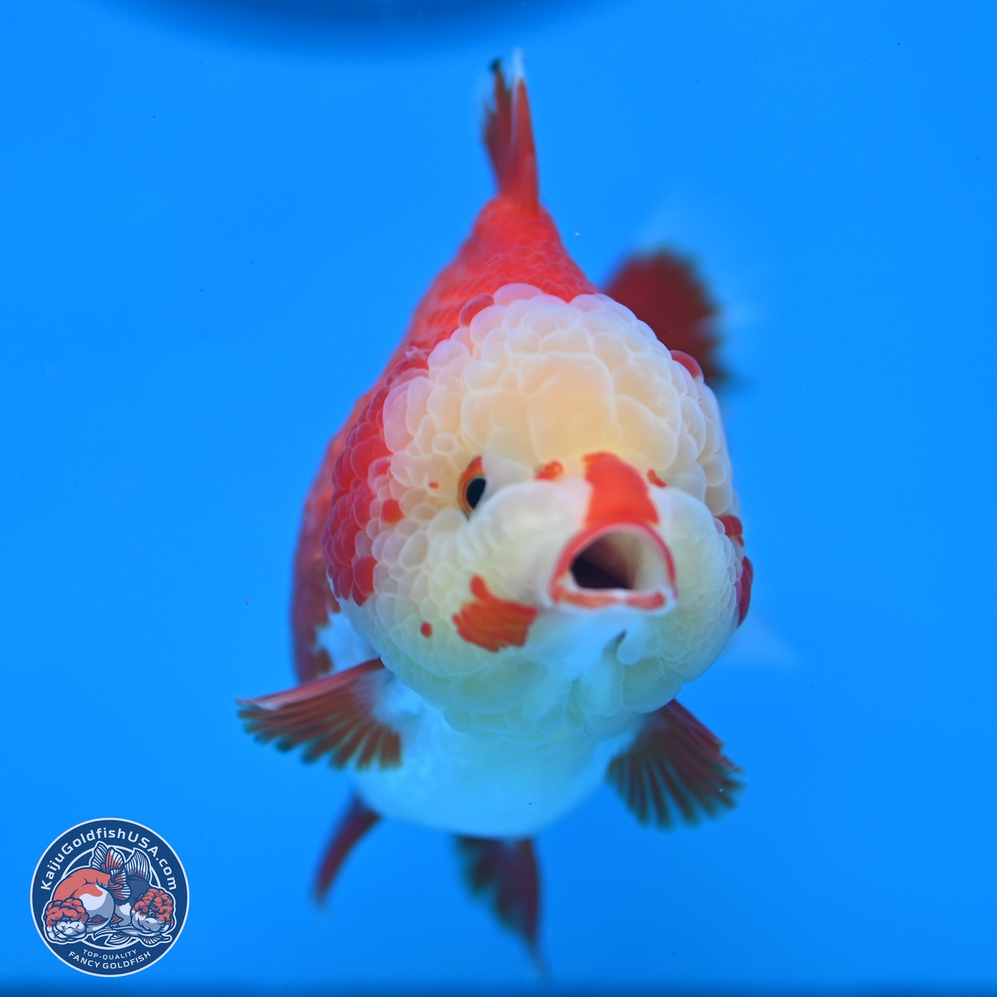 Jade Head Red White YuanBao Oranda 3.5 inches Body - Female (250214_OR07)