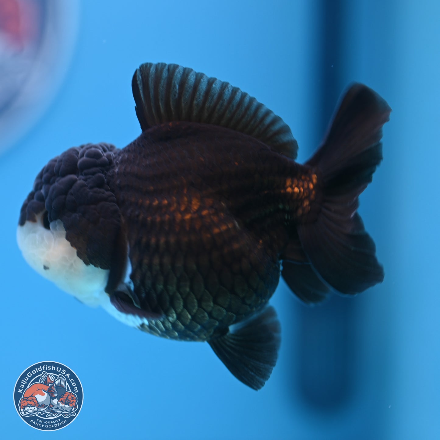 Panda Oranda 3.5-4 inches (240913_OR07) - Kaiju Goldfish USA