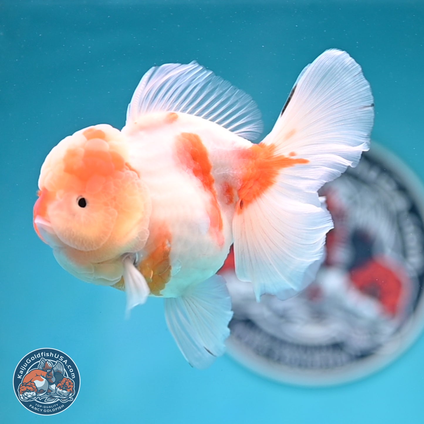 Sakura Rose Tail Oranda 3.5 inches Body - Female (250404_OR07)