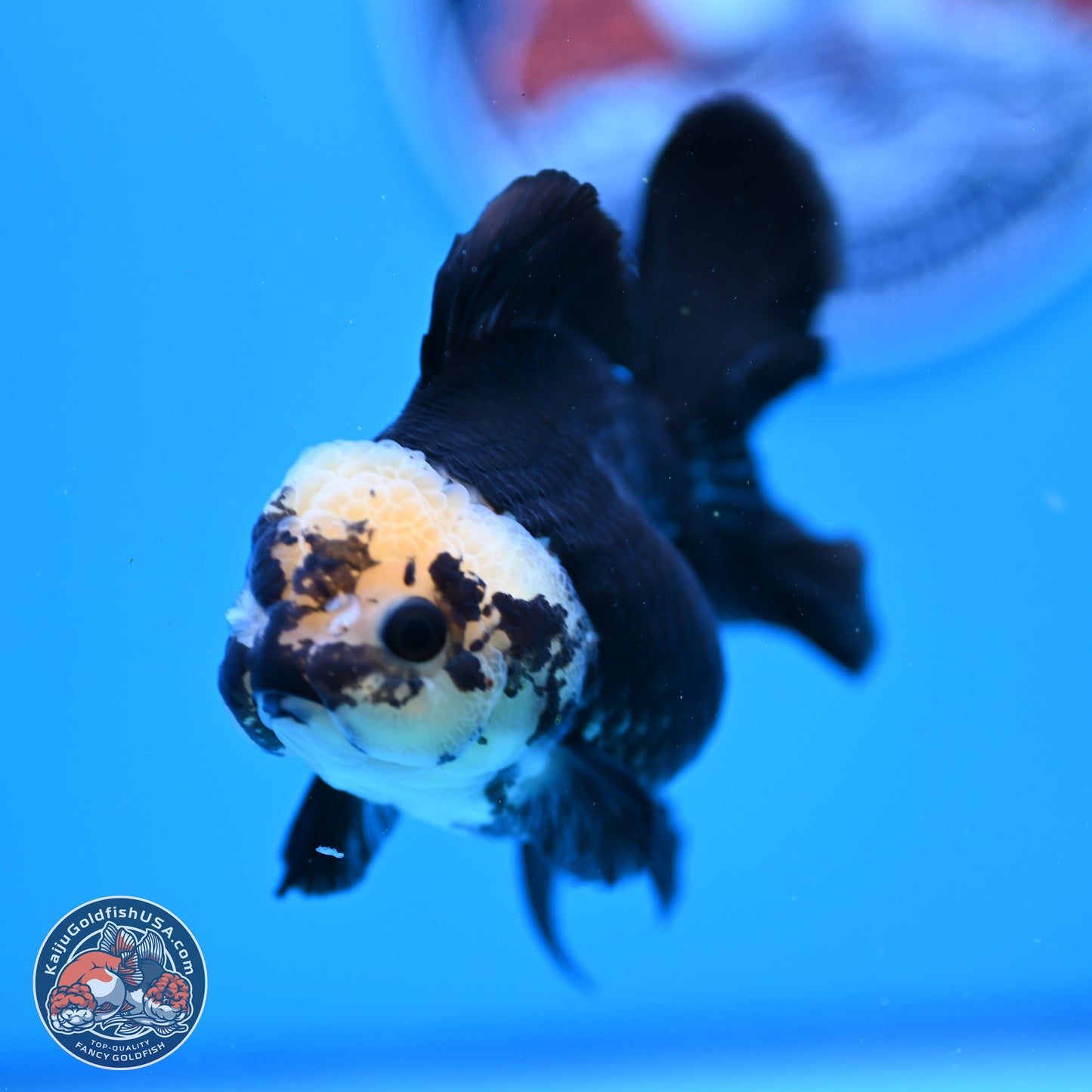 Panda Rose Tail Oranda 3.25in Body (240823_OR7) - Kaiju Goldfish USA