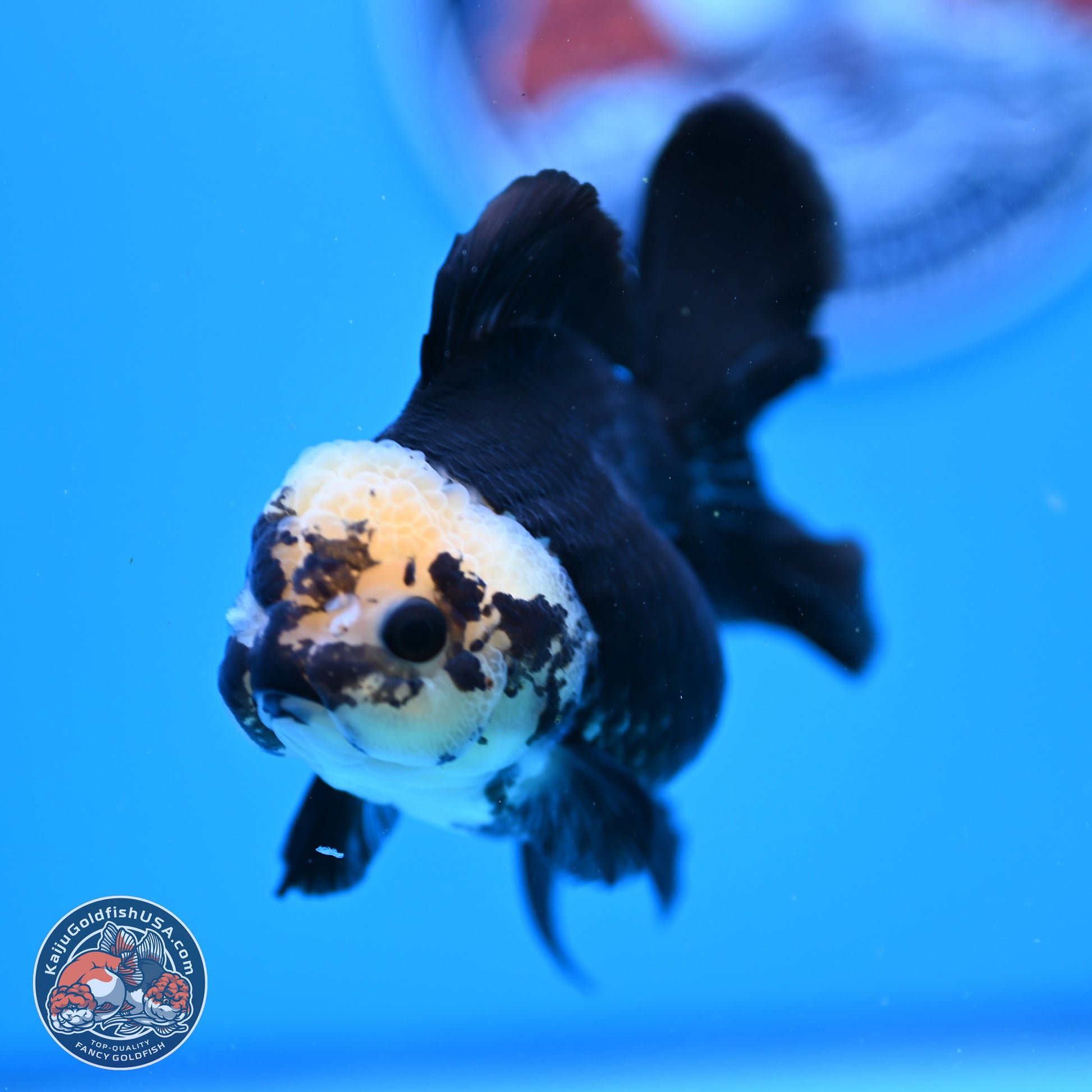 Panda Rose Tail Oranda 3.25in Body (240823_OR7) - Kaiju Goldfish USA