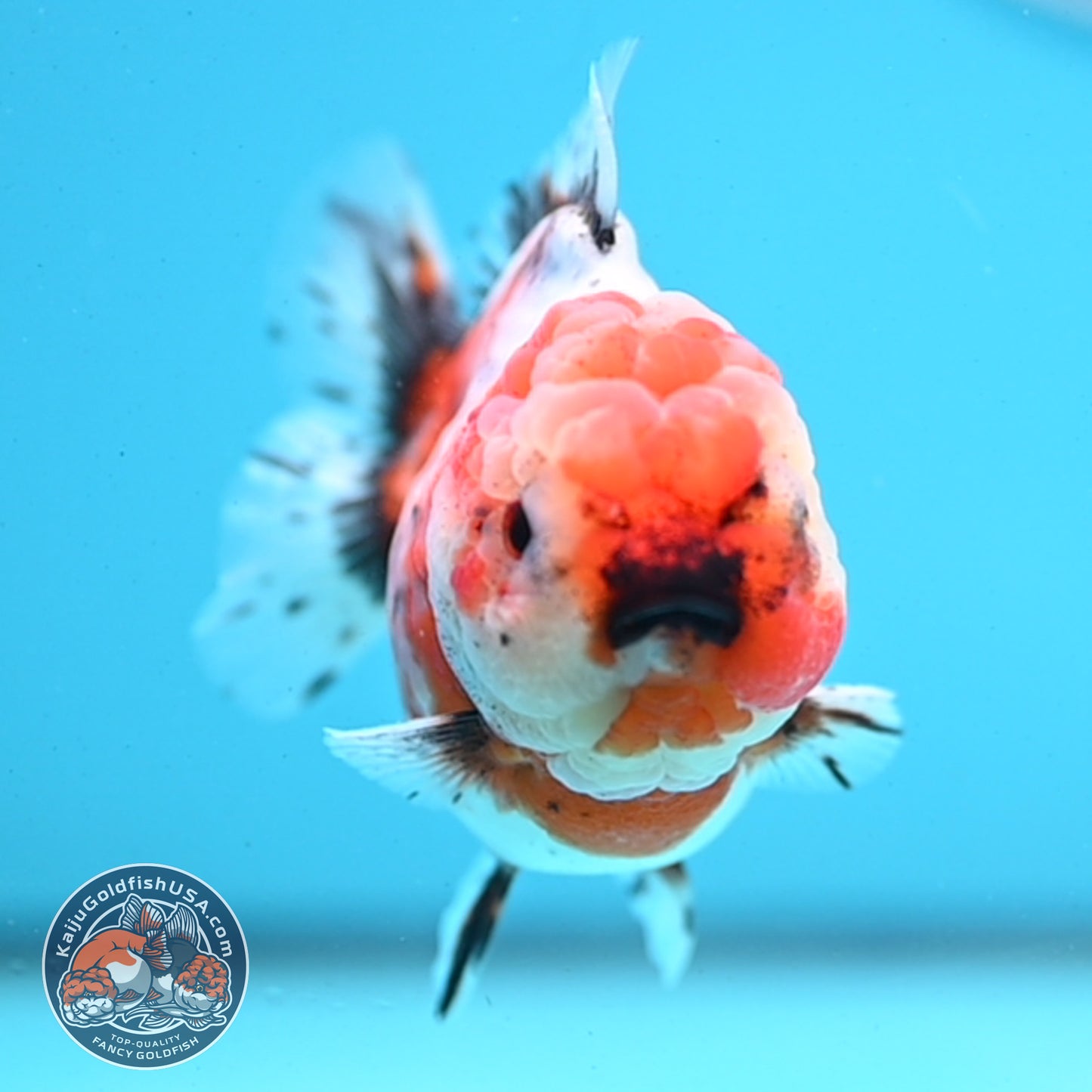 Shogun Tricolor Sakura Oranda 3.5 inches Body - Female (250418_OR07)