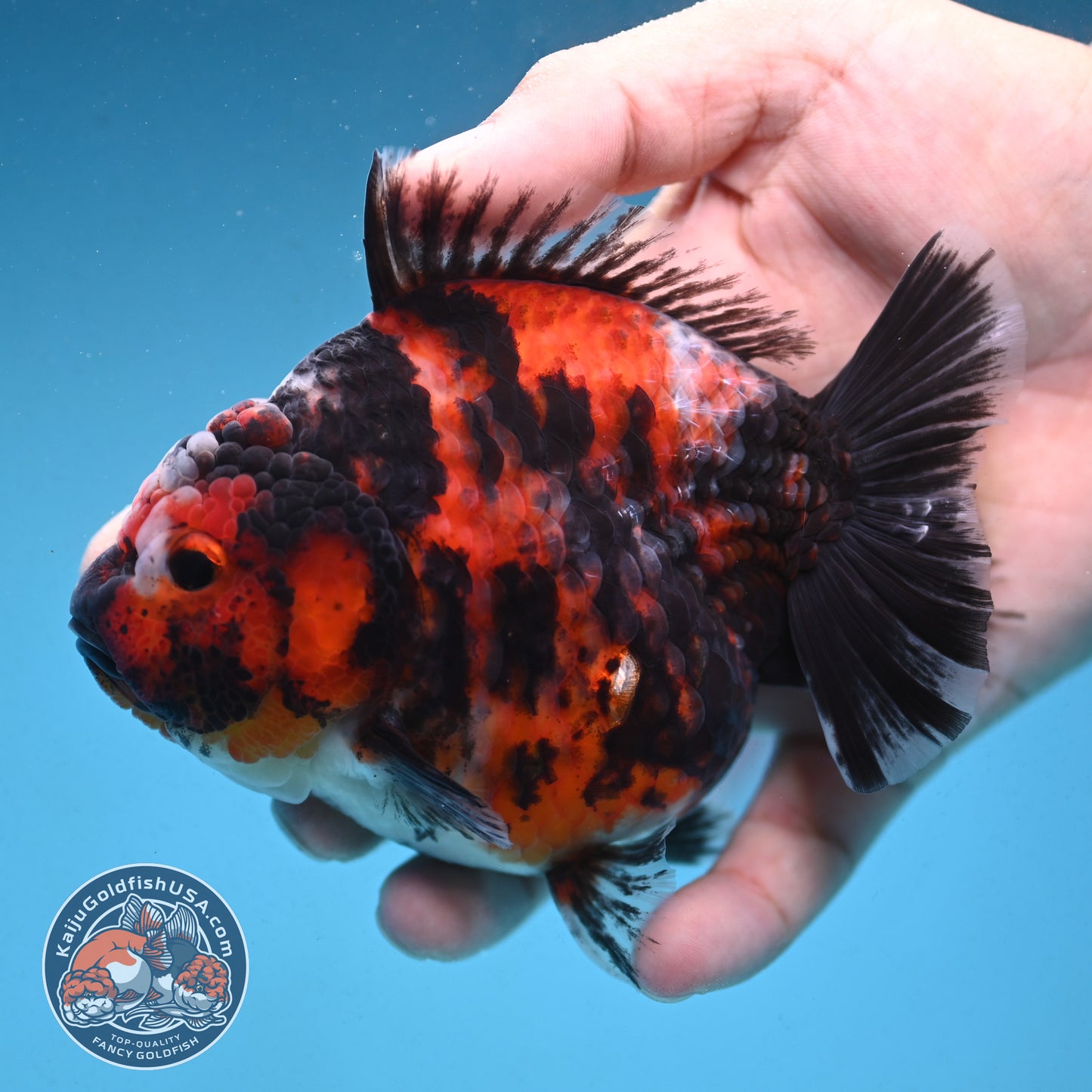 Tiger Oranda 4 inch Body (250912_OR07)