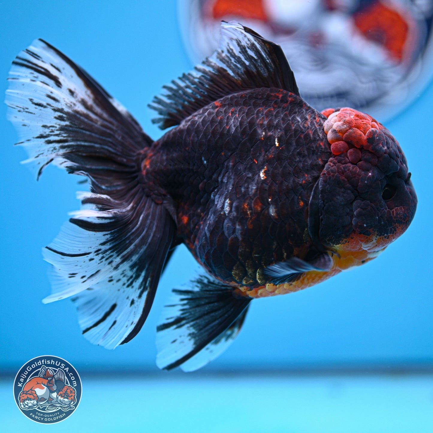 Kirin Rose Tail Oranda 4 inches Body - Female (241129_OR07) - Kaiju Goldfish USA