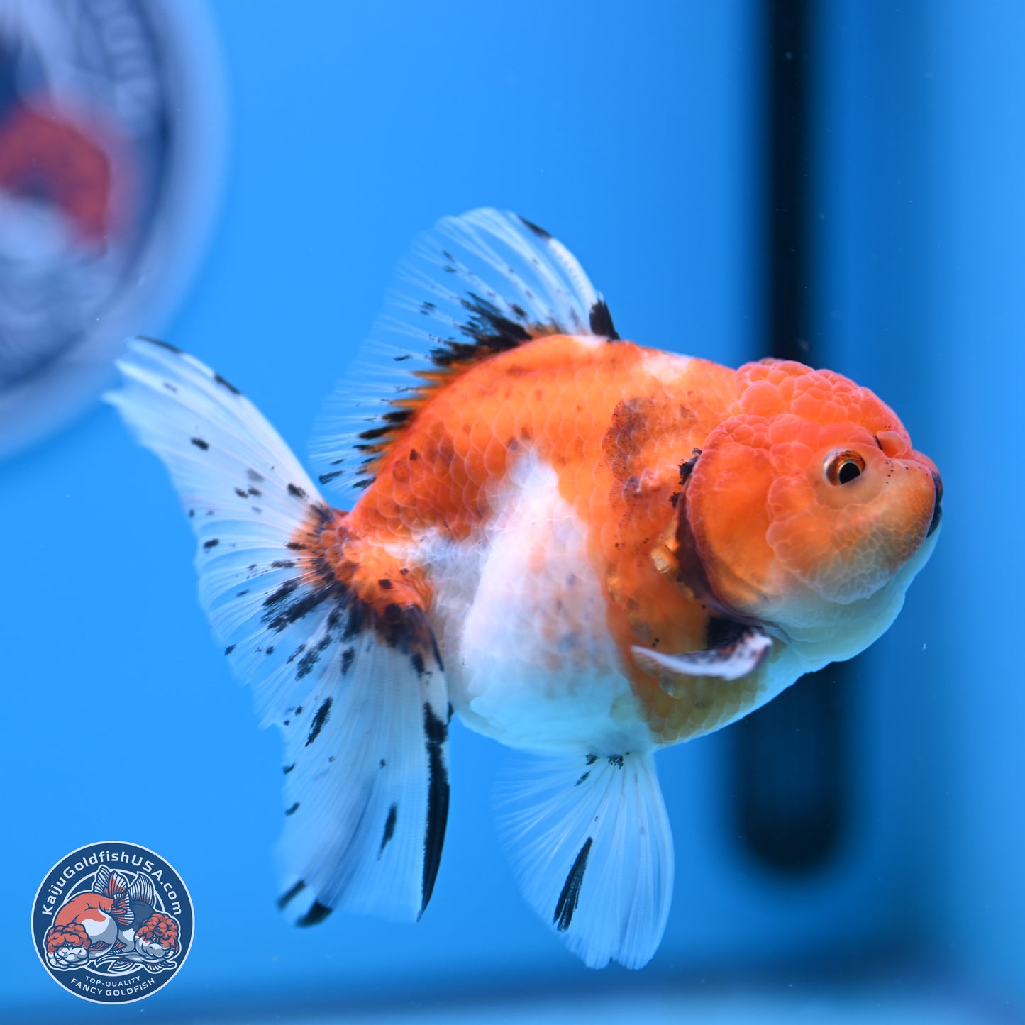 Shogun Tricolor Sakura Rose Tail Oranda 3.5in Body (240802_OR07) - Kaiju Goldfish USA