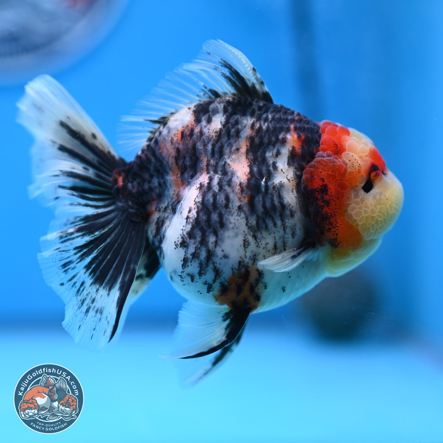 Tricolor Tiger RoseTail Oranda 3.5 inches Body - Female (250307_OR07)