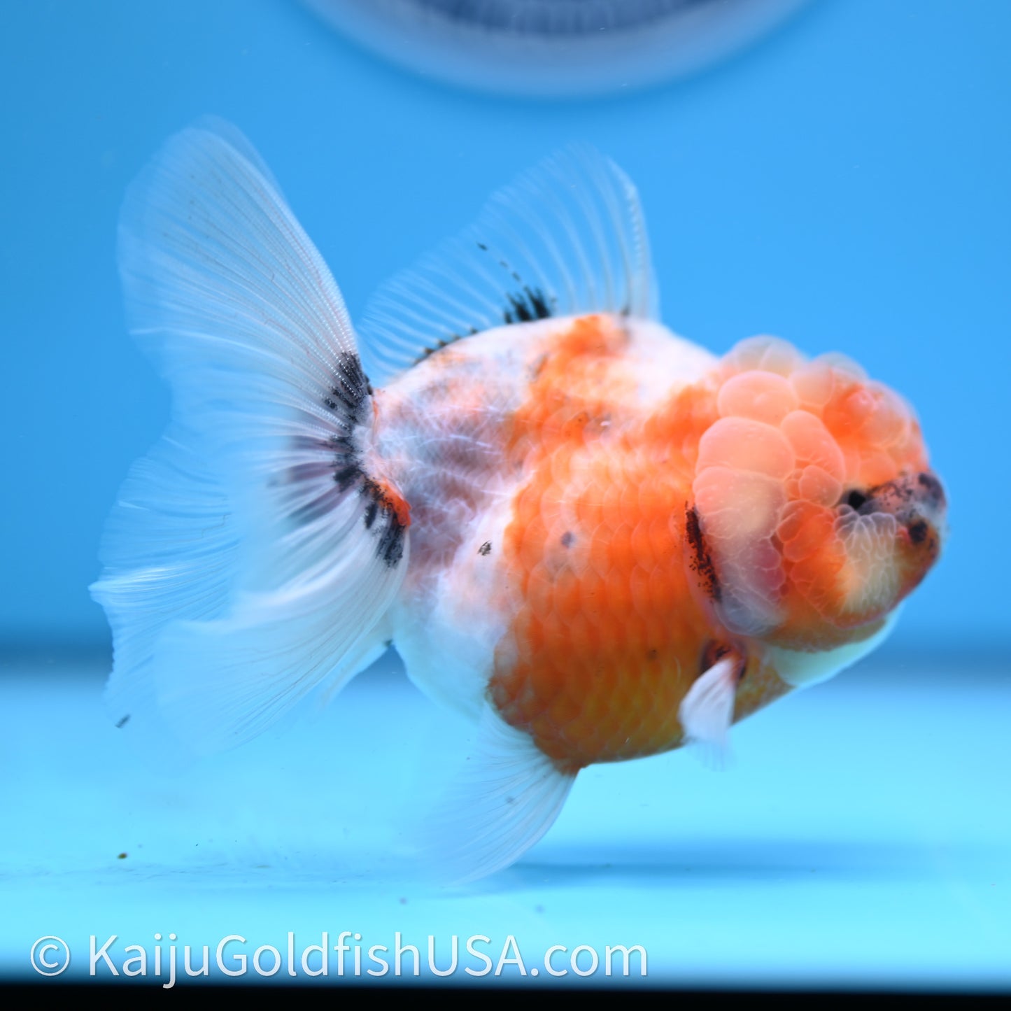 Shogun Godzilla Tricolor Sakura Oranda 3.5in Body (240726_OR07) - Kaiju Goldfish USA