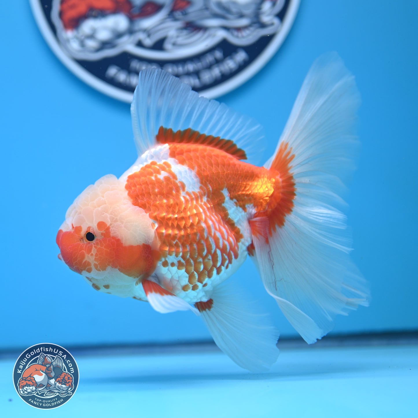 Jade Head Red White Rose Tail Oranda 4-6.5 inches (240906_OR07) - Kaiju Goldfish USA