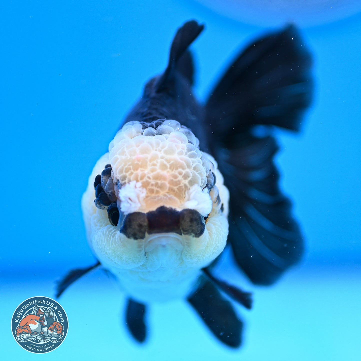 Panda Rose Tail Oranda 3.5in body (240809_OR07) - Kaiju Goldfish USA