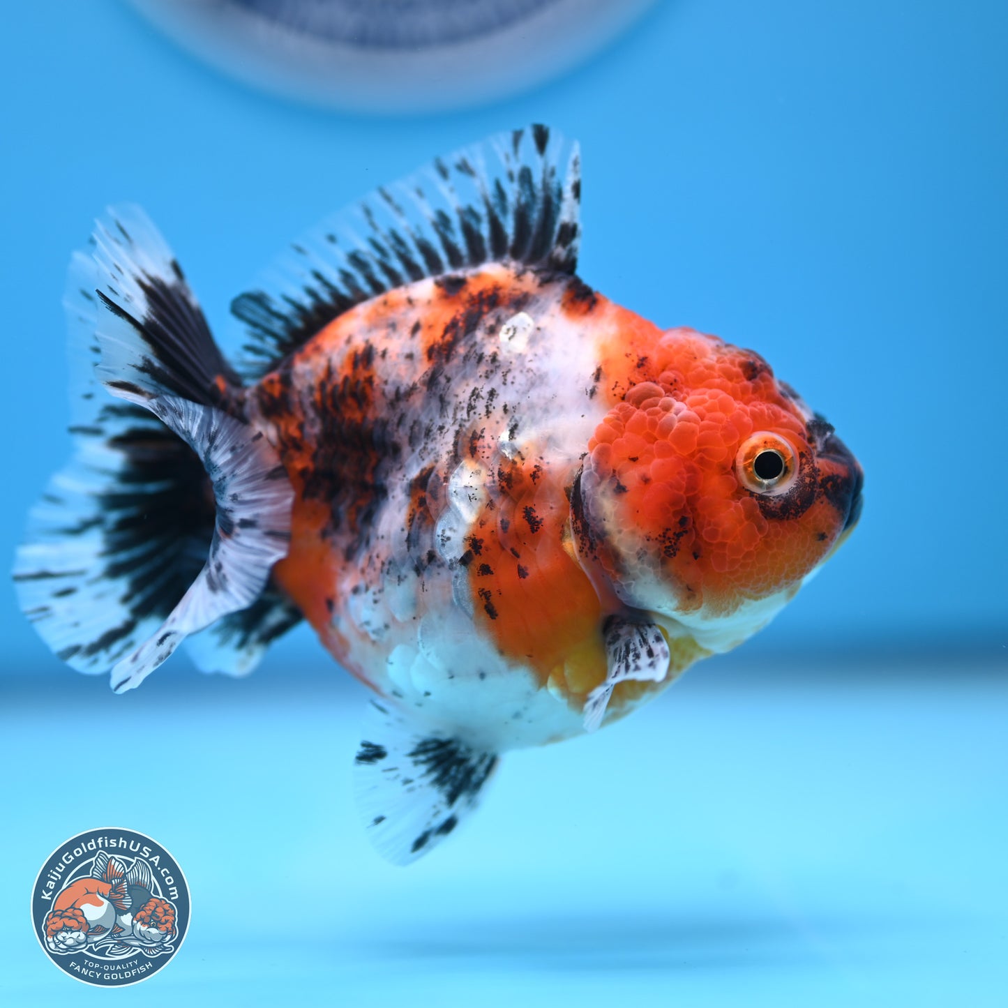 Shogun Calico Oranda 3.5-4.5 in (241011_OR07) - Kaiju Goldfish USA