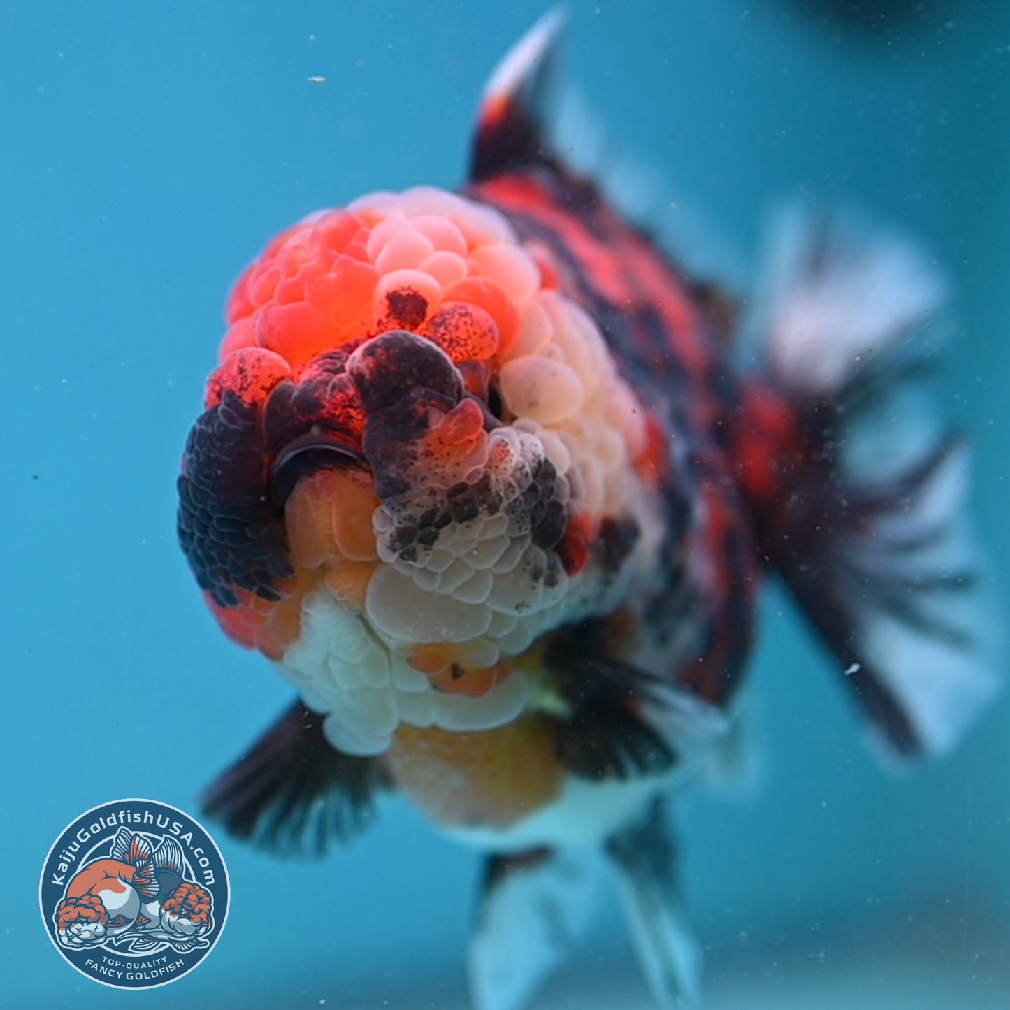 Tricolor Tiger Oranda 4 inch Body (251003_OR07)