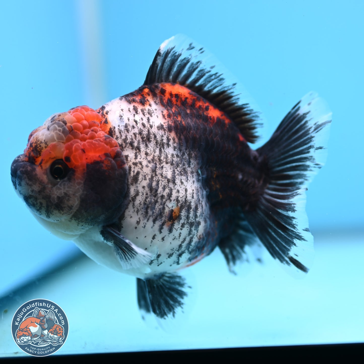 Shogun Calico Oranda 4 inches Body - Female (250207_OR07)