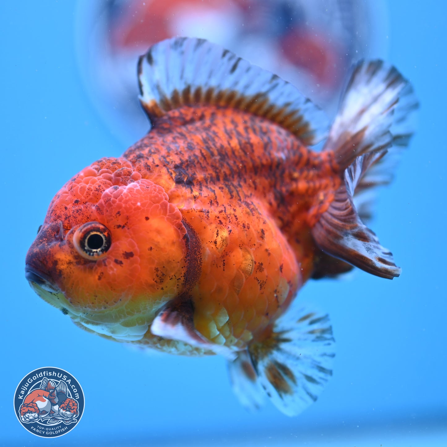 Tiger YuanBao Oranda 4 inches Body - Female (241206_OR07) - Kaiju Goldfish USA