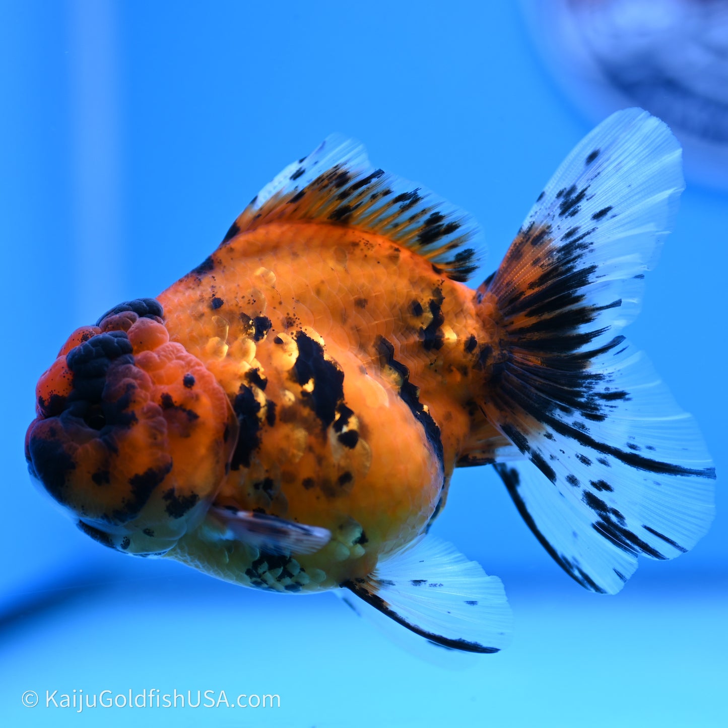 Shogun Godzilla Tiger Oranda 3.8in Body (240719_OR07) - Kaiju Goldfish USA