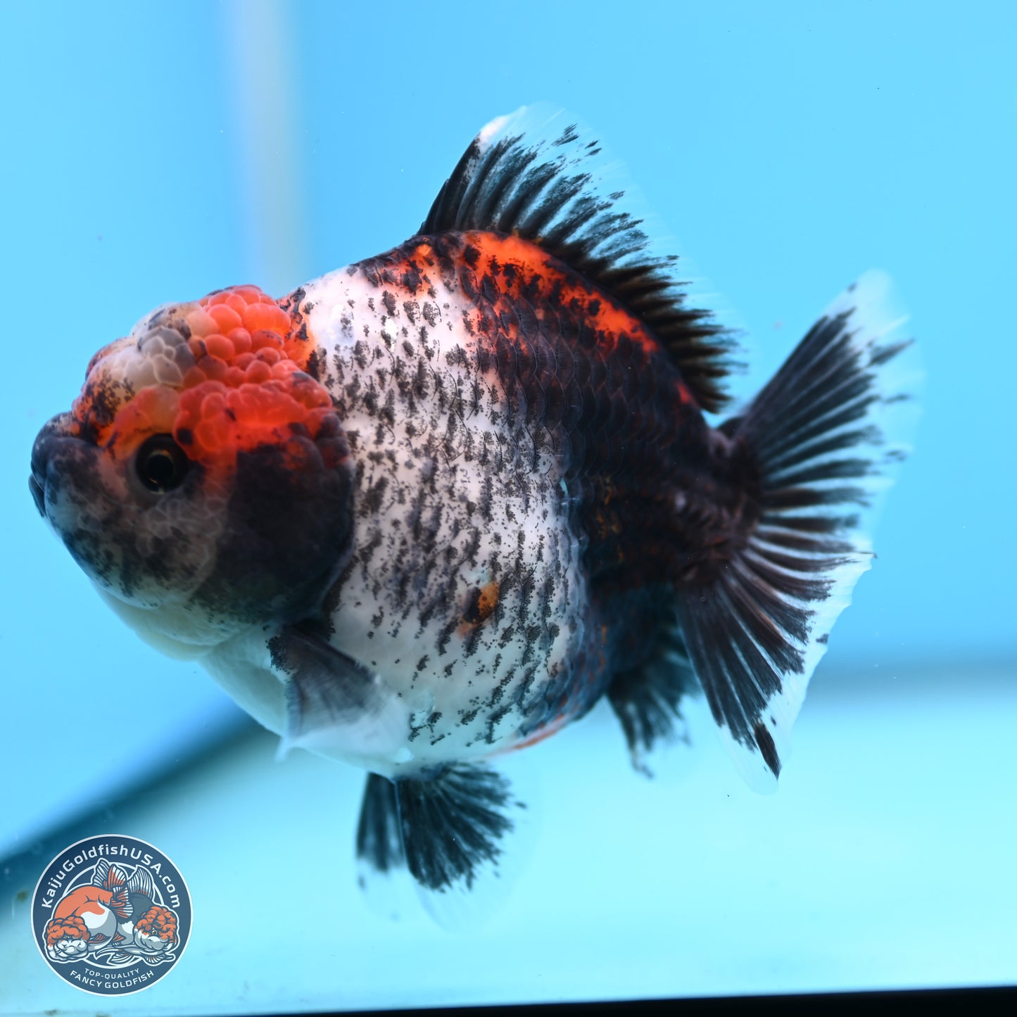 Shogun Calico Oranda 4 inches Body - Female (250207_OR07)