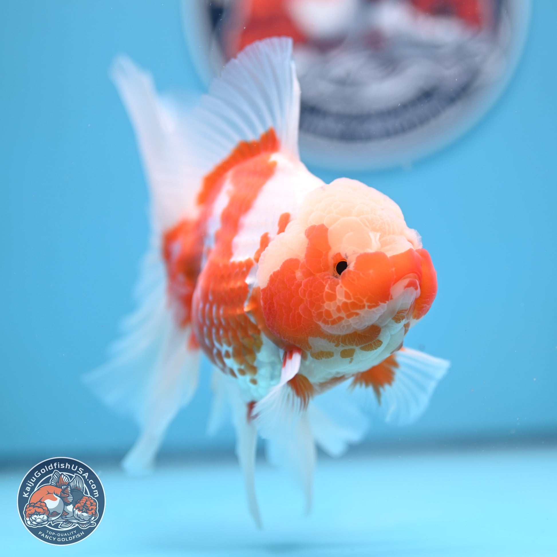 Jade Head Red White Rose Tail Oranda 4-6.5 inches (240906_OR07) - Kaiju Goldfish USA