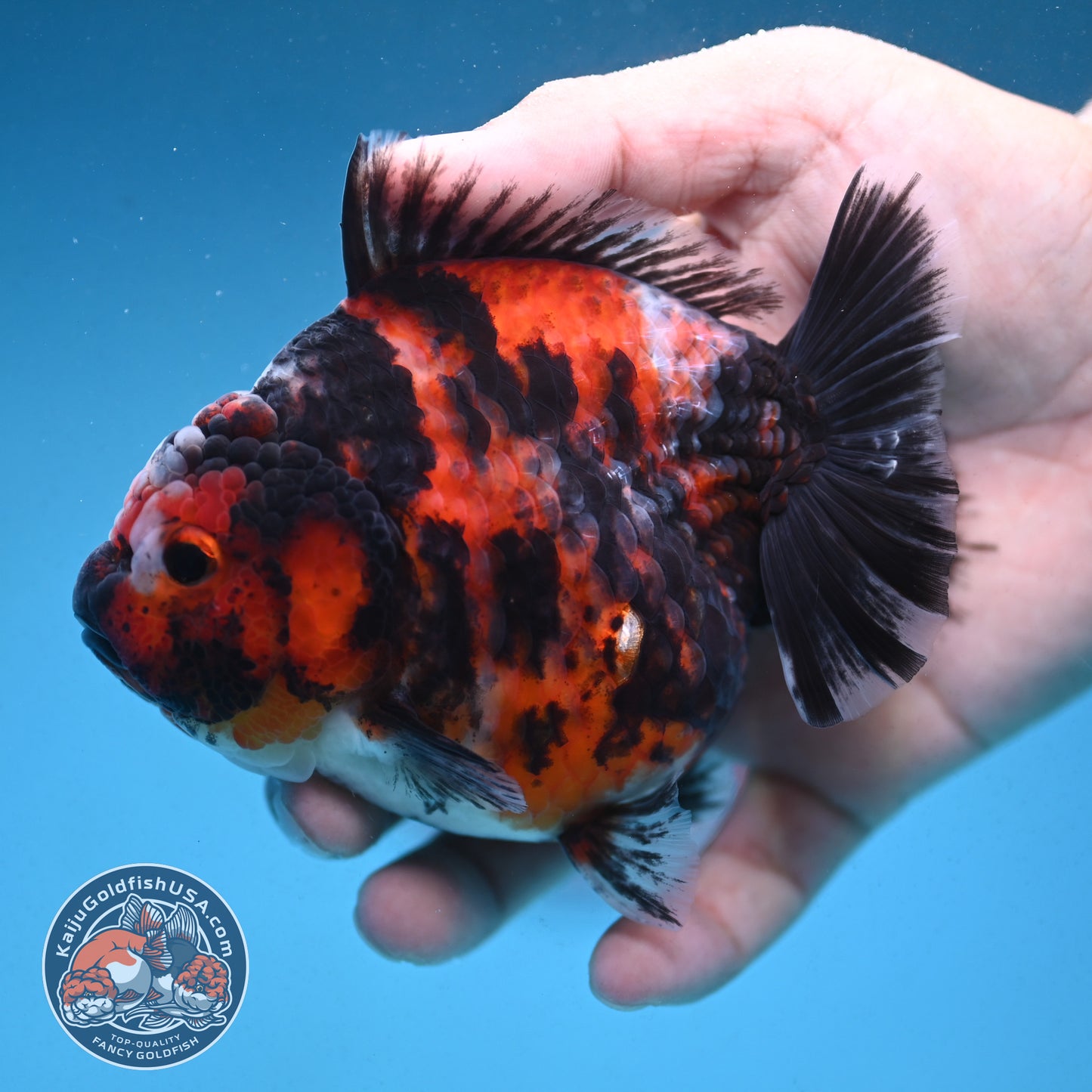 Tiger Oranda 4 inch Body (250912_OR07)