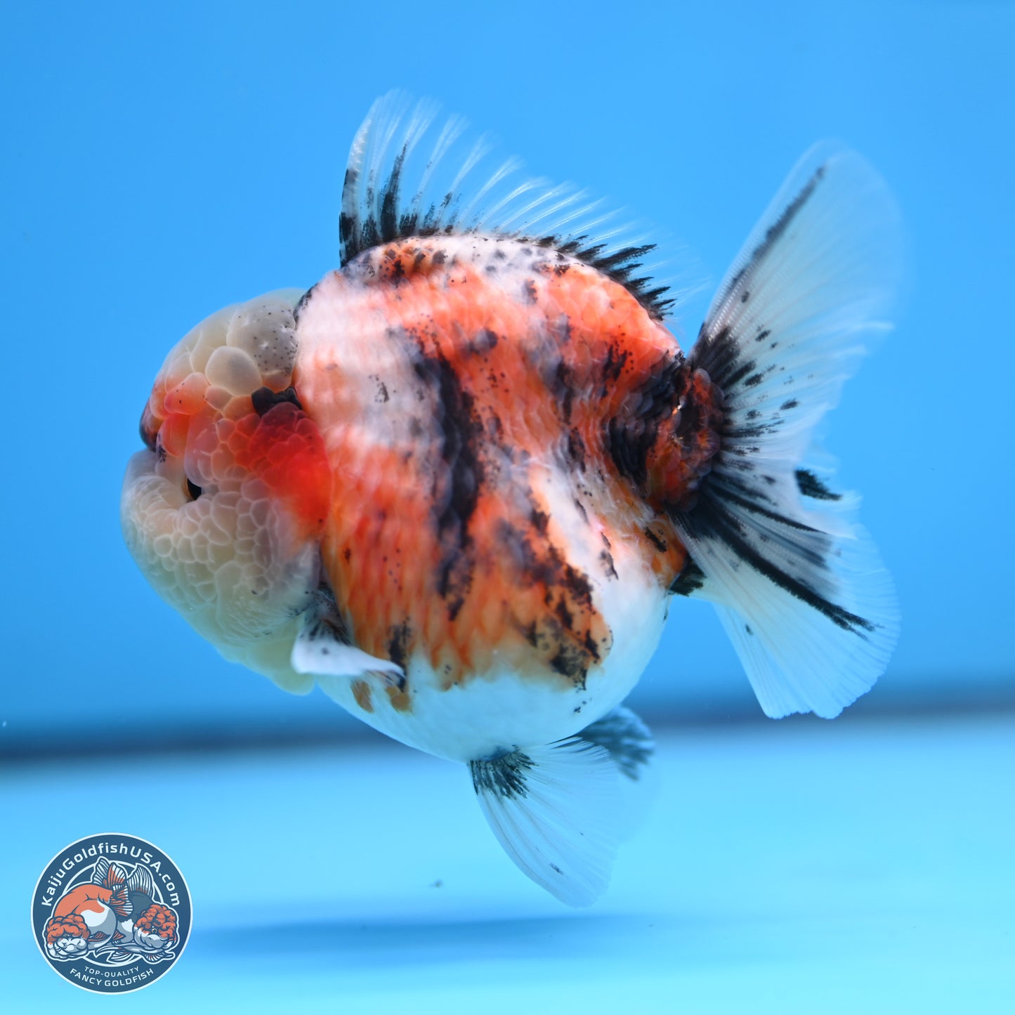 Tricolor Tiger YuanBao Oranda 3.25 inches Body - Female (250314_OR07)