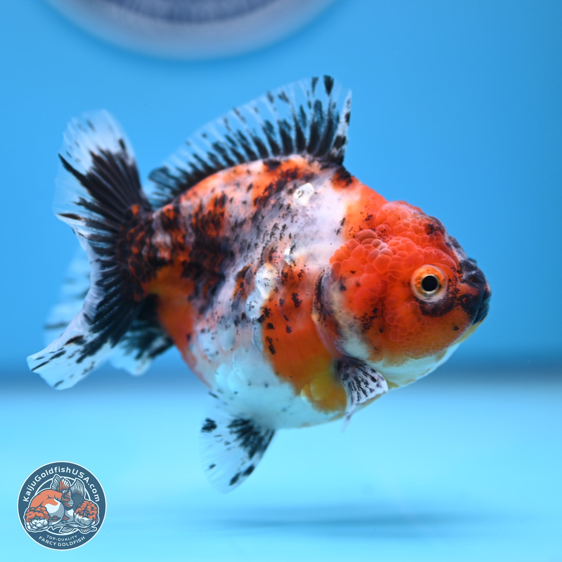 Shogun Calico Oranda 3.5-4.5 in (241011_OR07) - Kaiju Goldfish USA