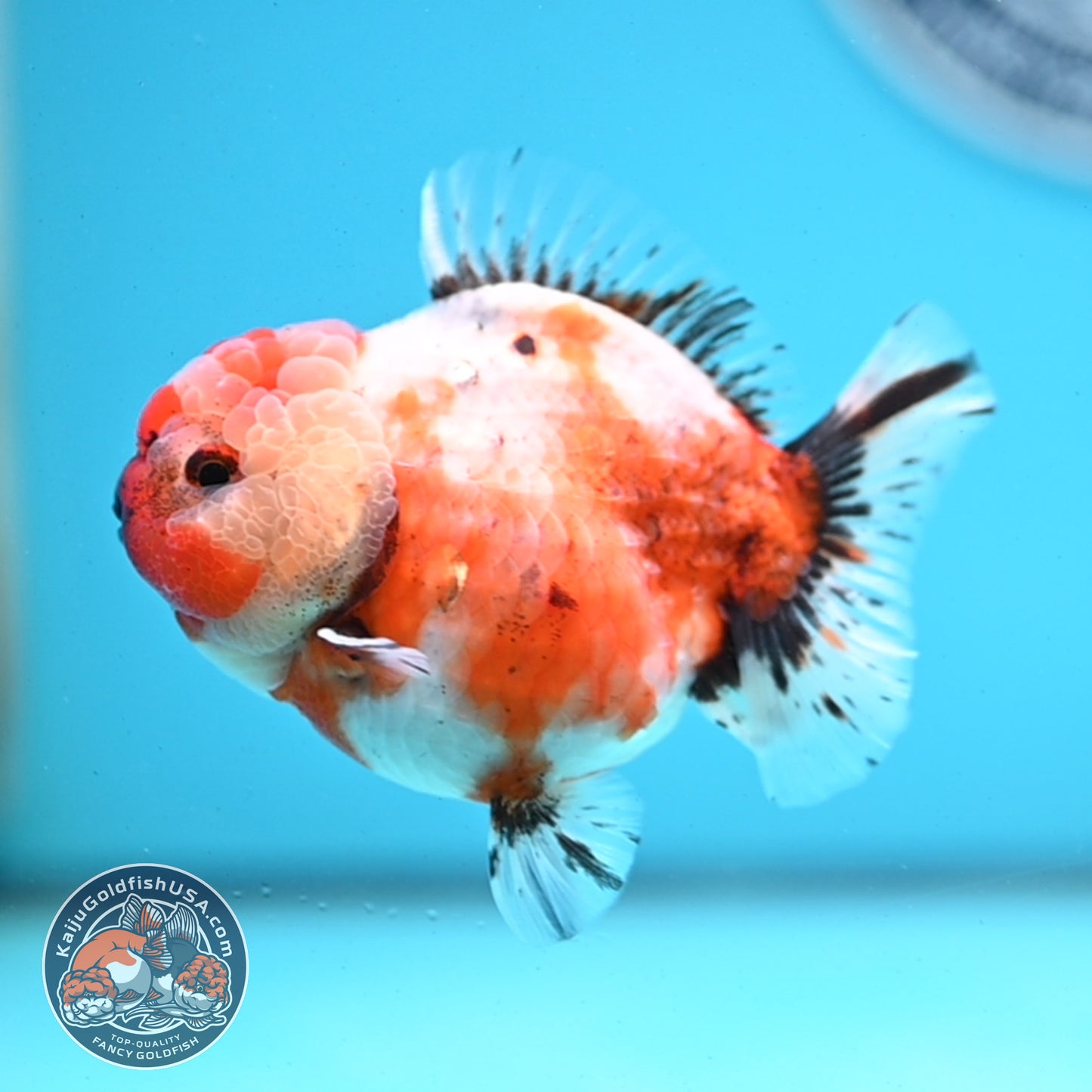Shogun Tricolor Sakura Oranda 3.5 inches Body - Female (250418_OR07)