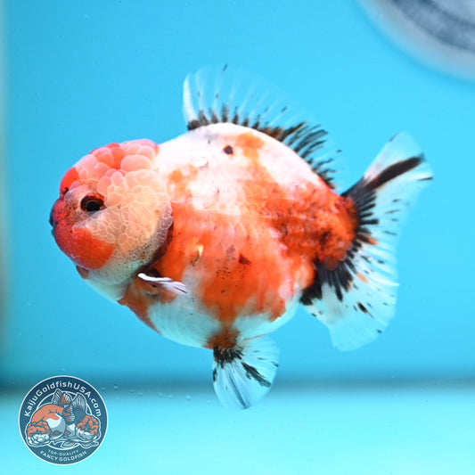 Shogun Tricolor Sakura Oranda 3.5 inches Body - Female (250418_OR07)