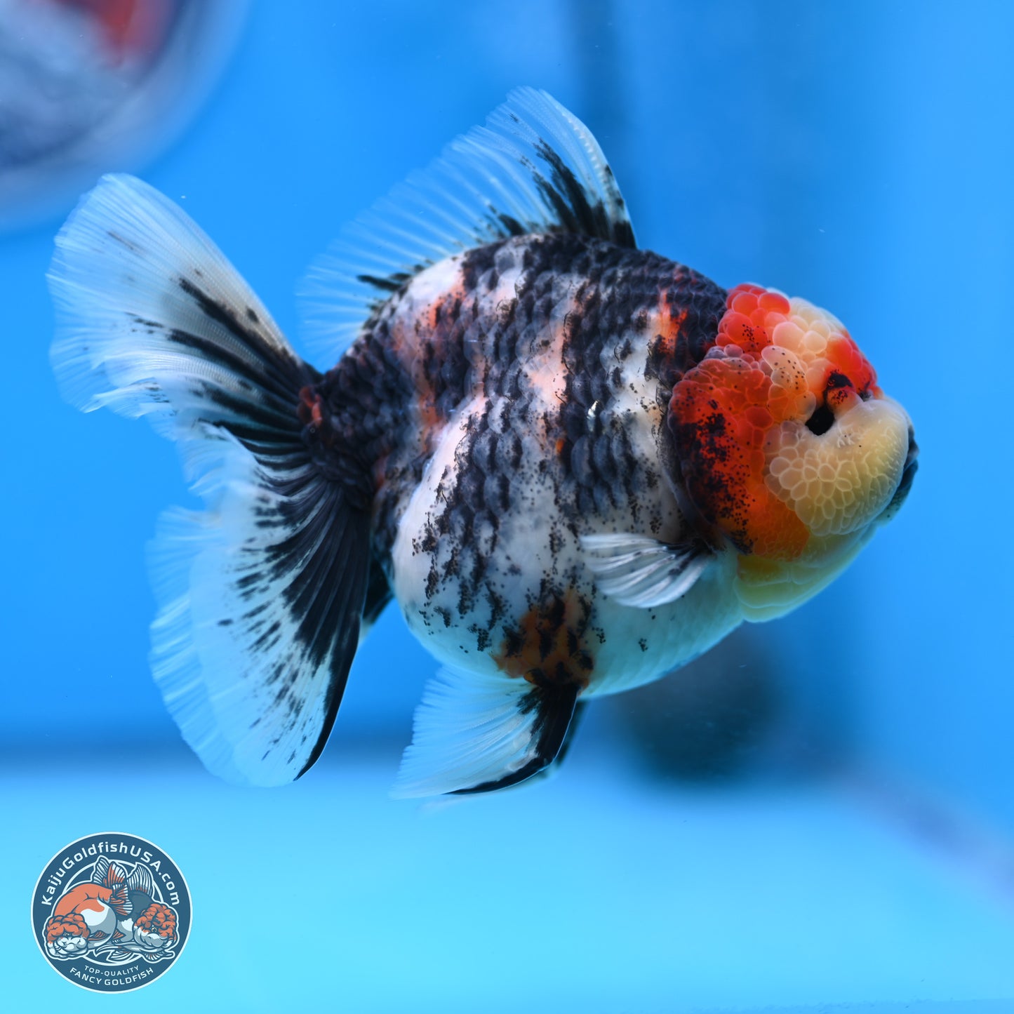 Tricolor Tiger RoseTail Oranda 3.5 inches Body - Female (250307_OR07)