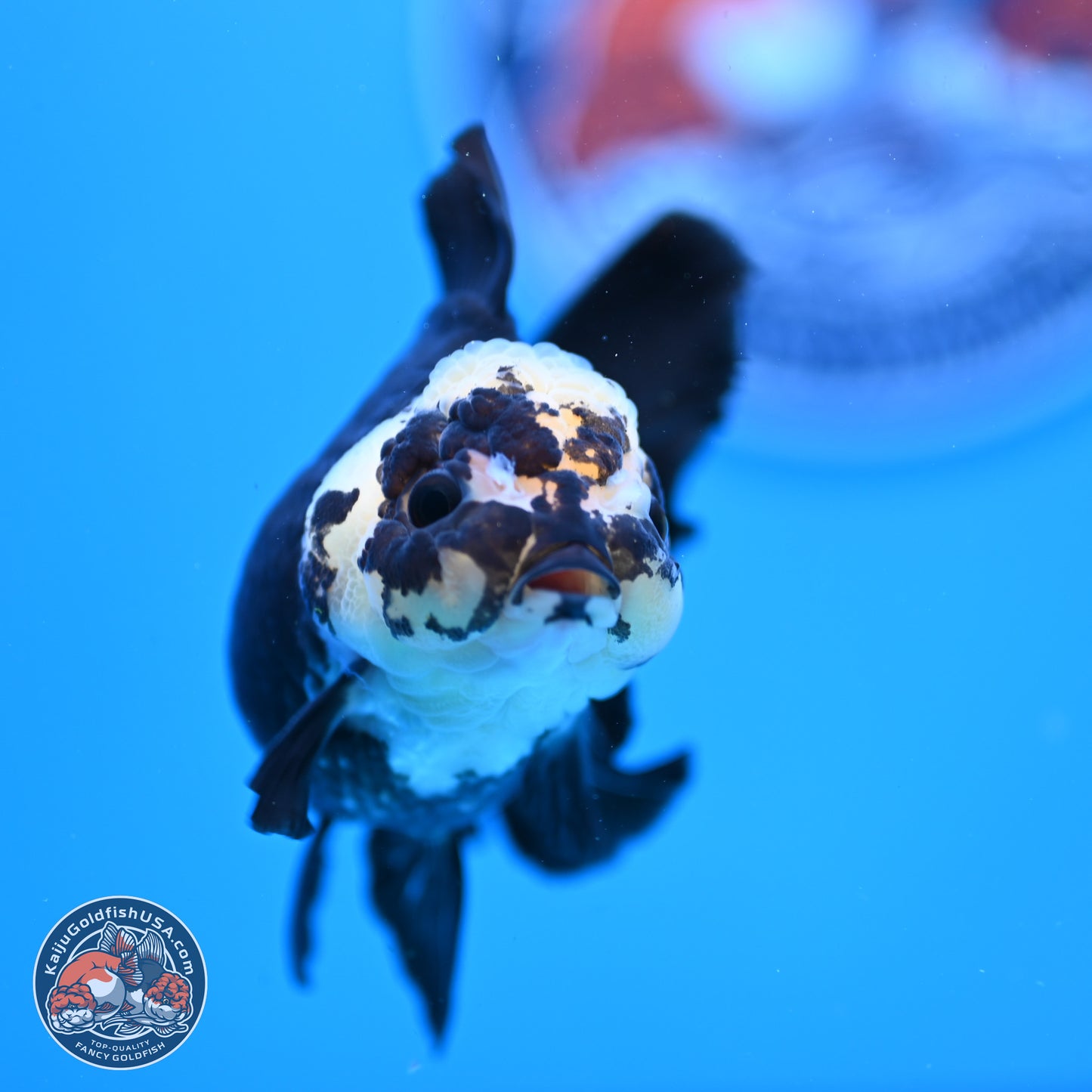 Panda Rose Tail Oranda 3.25in Body (240823_OR7) - Kaiju Goldfish USA