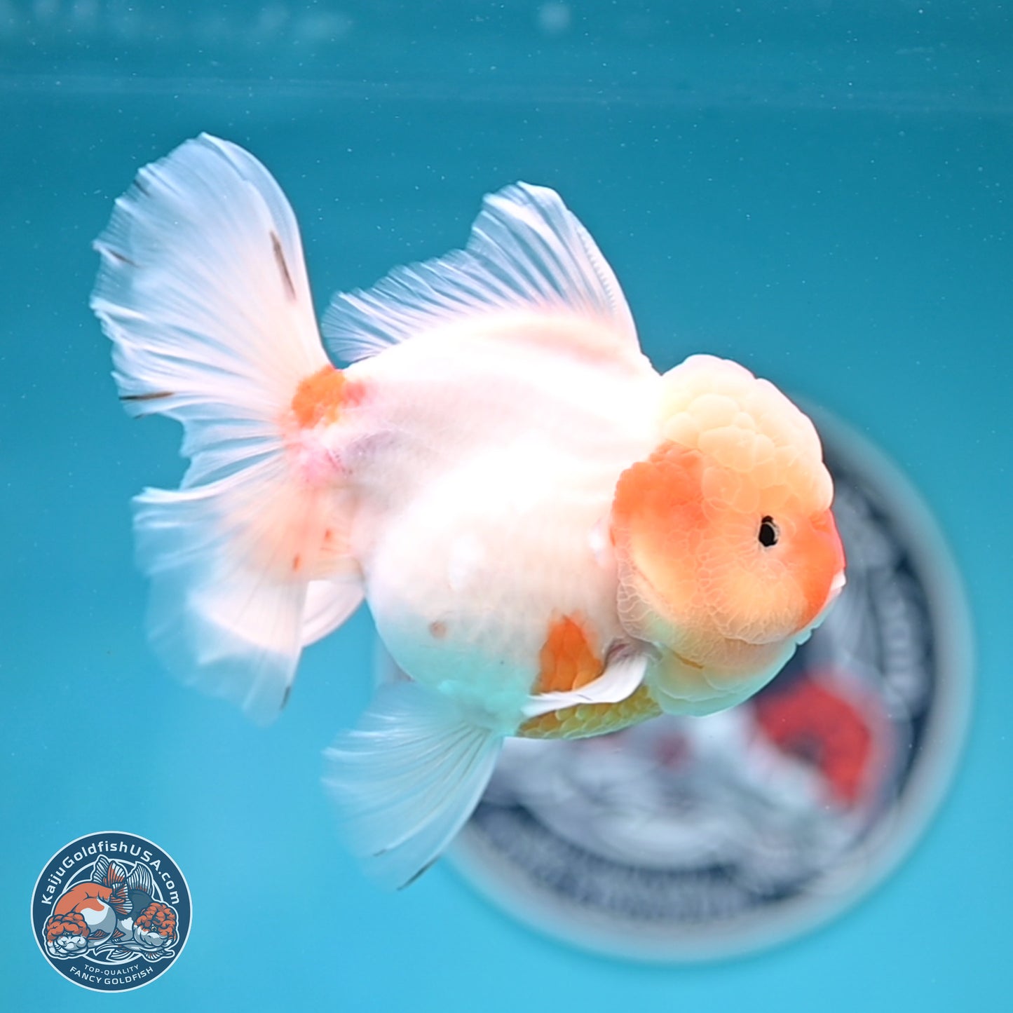 Sakura Rose Tail Oranda 3.5 inches Body - Female (250404_OR07)