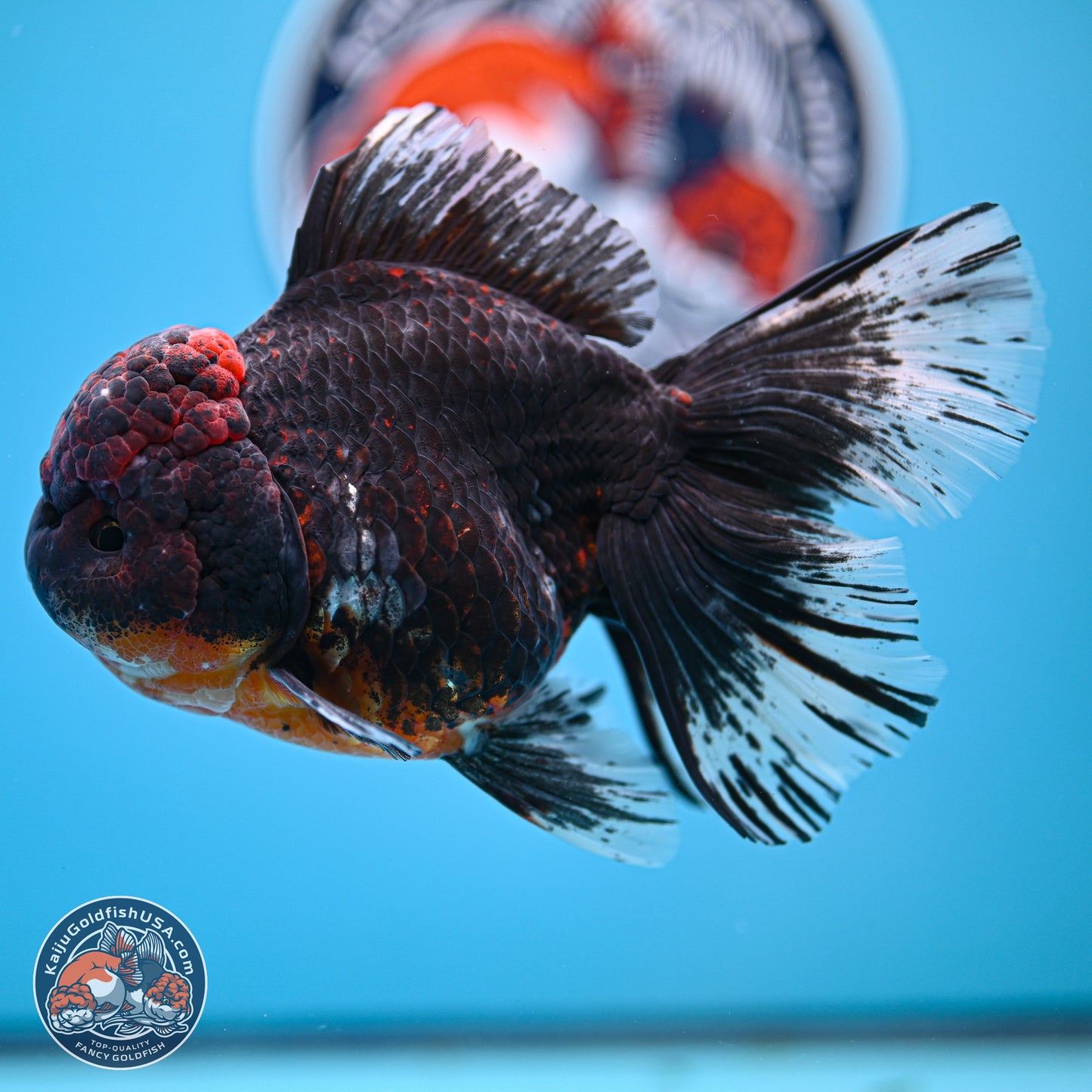 Kirin Rose Tail Oranda 4 inches Body - Female (241129_OR07) - Kaiju Goldfish USA