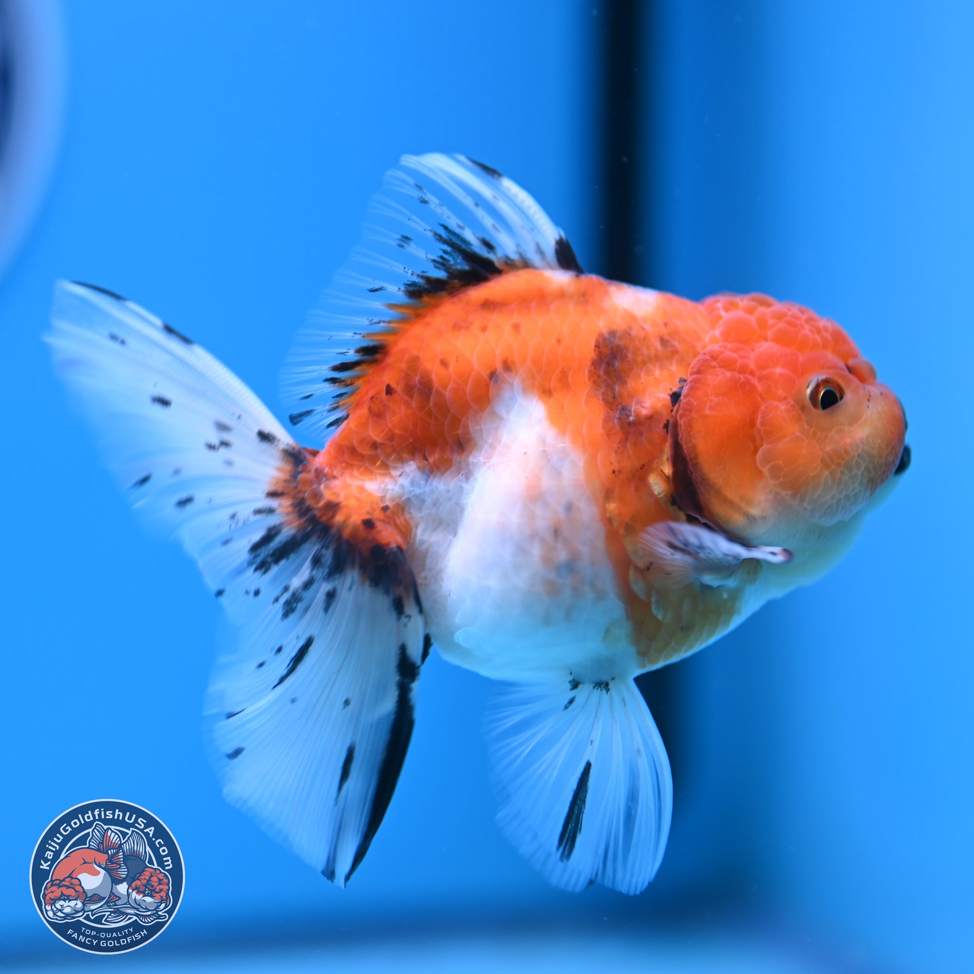 Shogun Tricolor Sakura Rose Tail Oranda 3.5in Body (240802_OR07) - Kaiju Goldfish USA