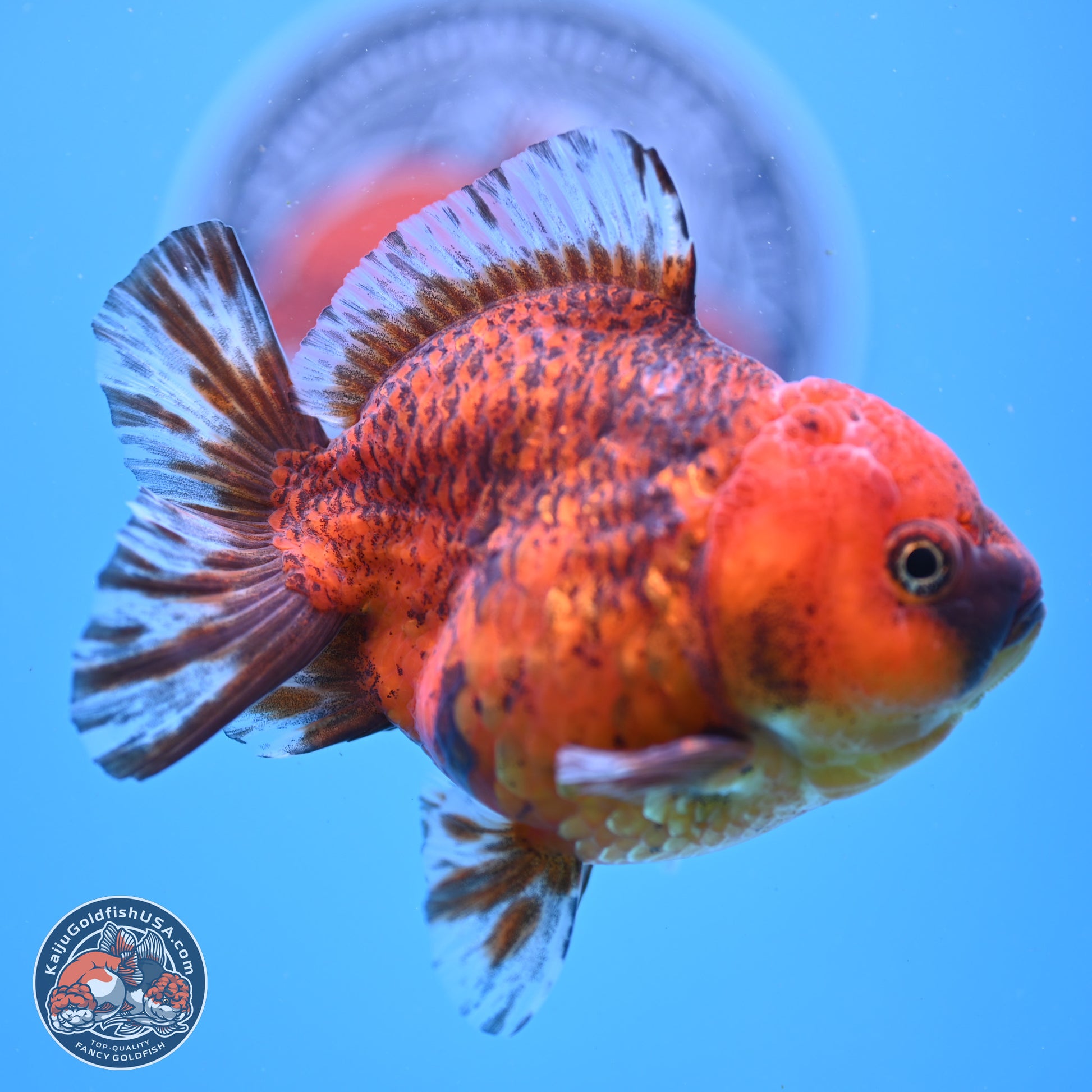 Tiger YuanBao Oranda 4 inches Body - Female (241206_OR07) - Kaiju Goldfish USA