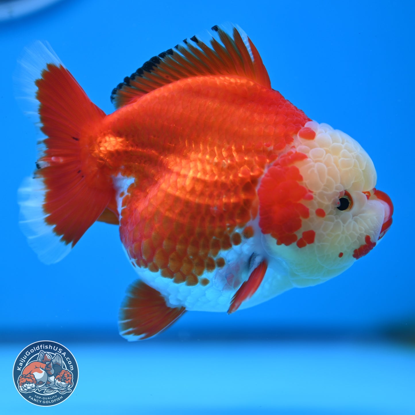 Jade Head Red White YuanBao Oranda 3.5 inches Body - Female (250214_OR07)