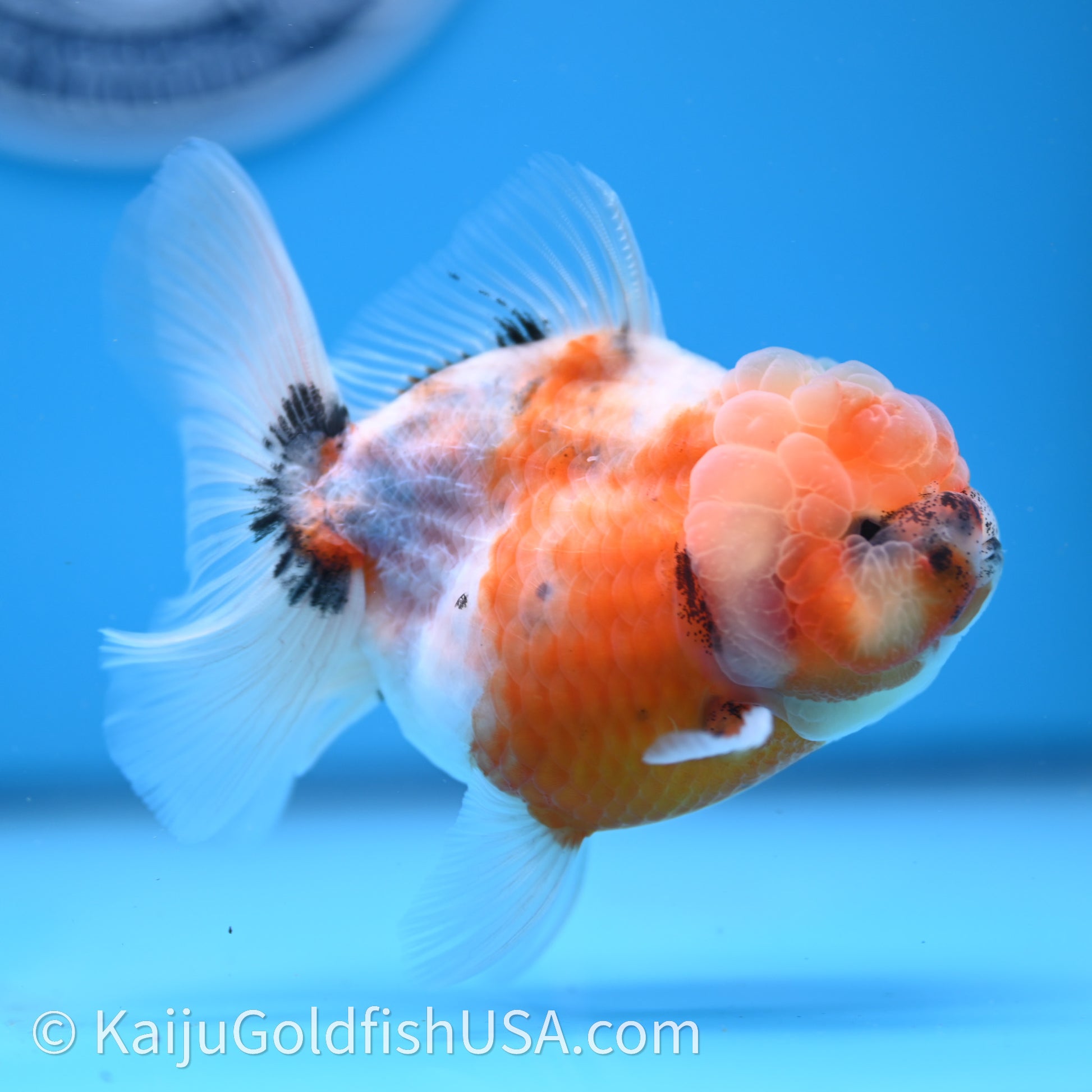 Shogun Godzilla Tricolor Sakura Oranda 3.5in Body (240726_OR07) - Kaiju Goldfish USA