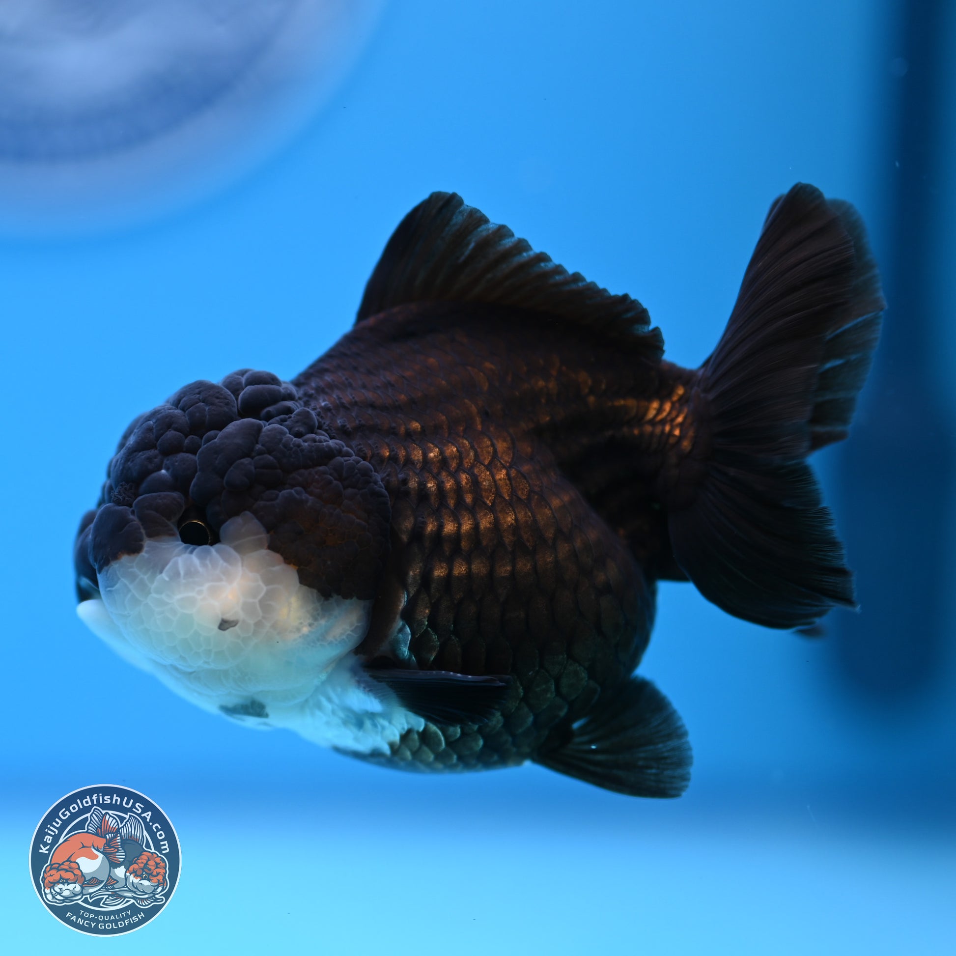 Panda Oranda 3.5-4 inches (240913_OR07) - Kaiju Goldfish USA