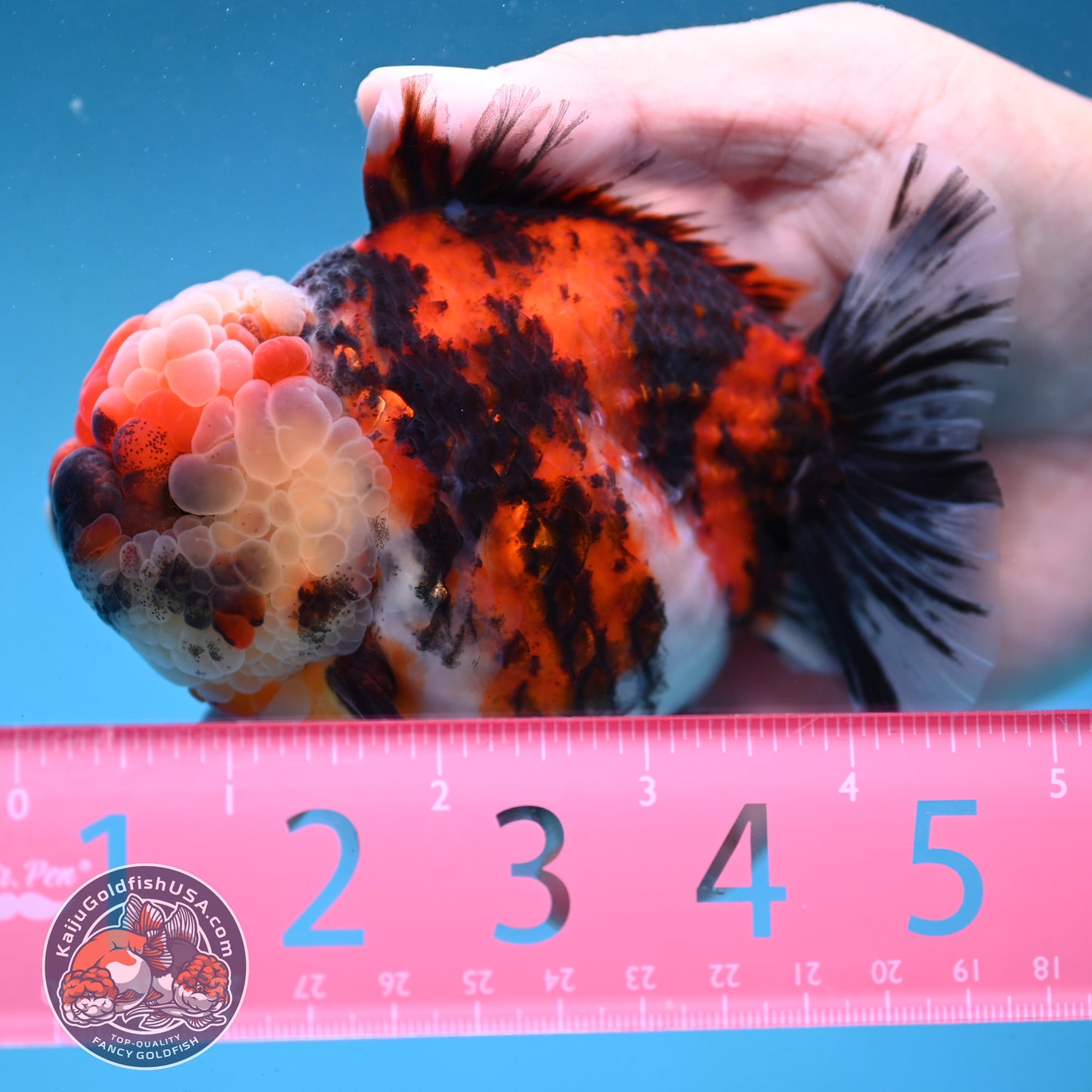 Tricolor Tiger Oranda 4 inch Body (251003_OR07)