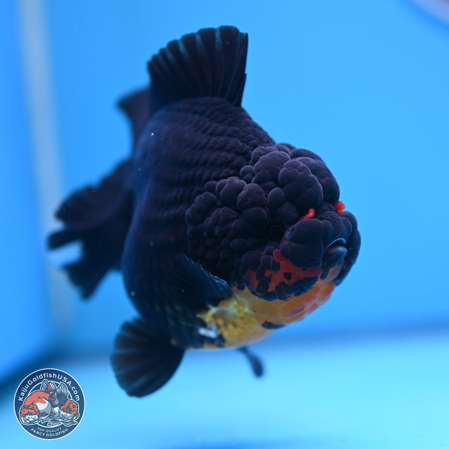 Apache YuanBao Oranda 5 inches (241025_OR07) - Kaiju Goldfish USA