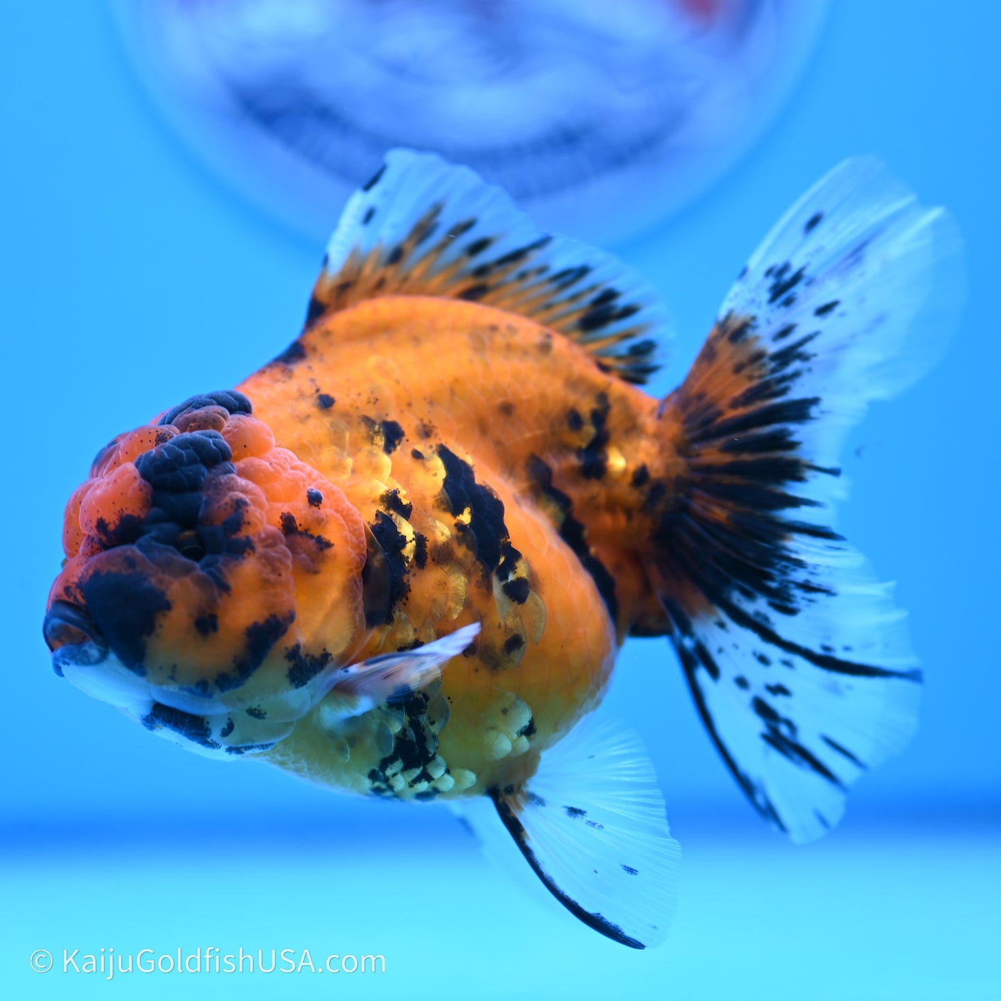 Shogun Godzilla Tiger Oranda 3.8in Body (240719_OR07) - Kaiju Goldfish USA