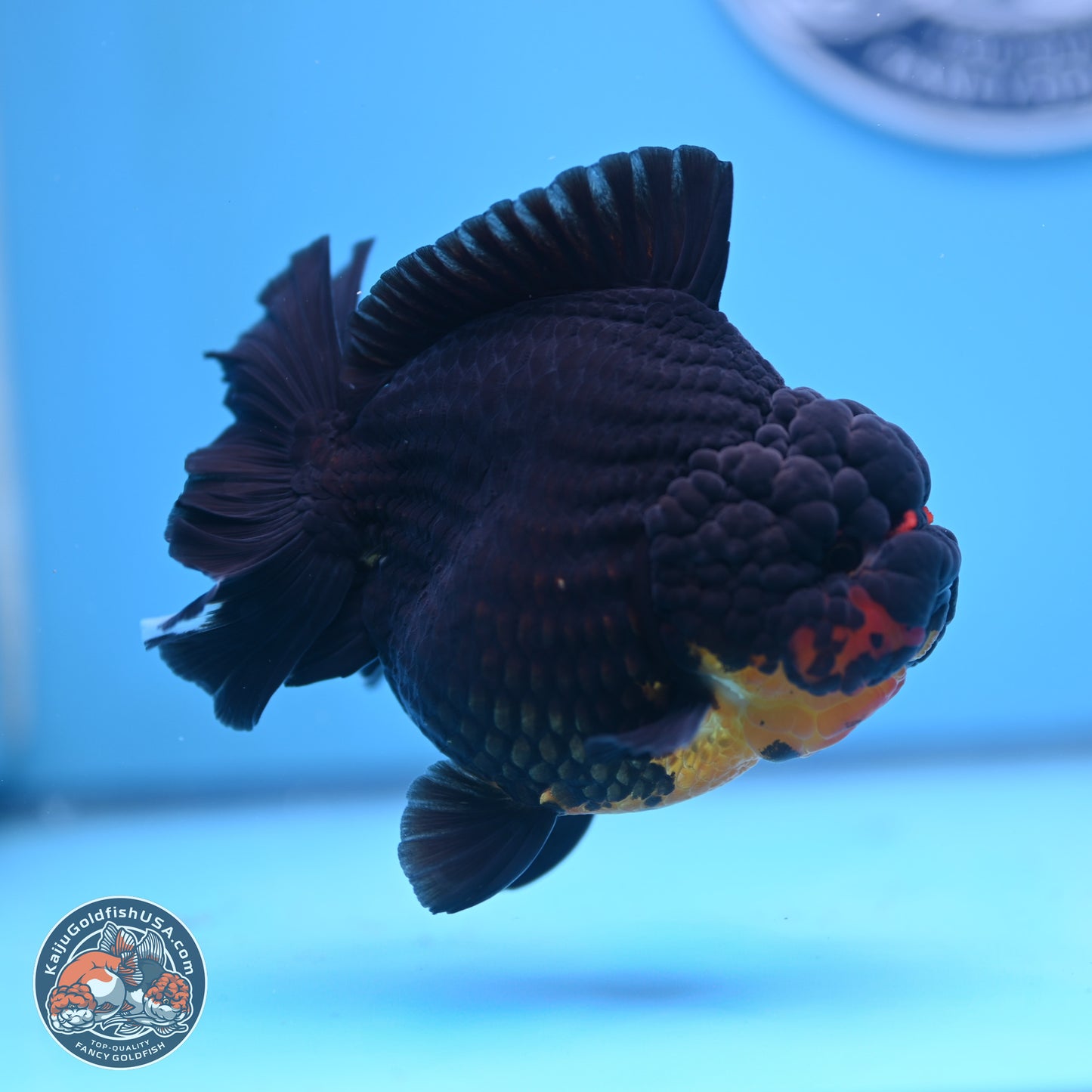 Apache YuanBao Oranda 5 inches (241025_OR07) - Kaiju Goldfish USA