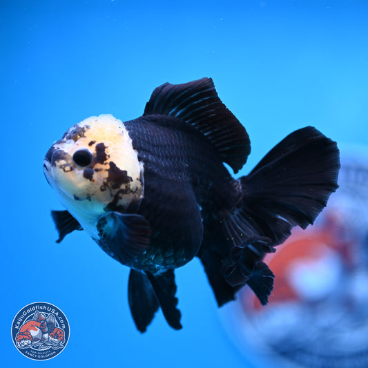 Panda Rose Tail Oranda 3.25in Body (240823_OR7) - Kaiju Goldfish USA