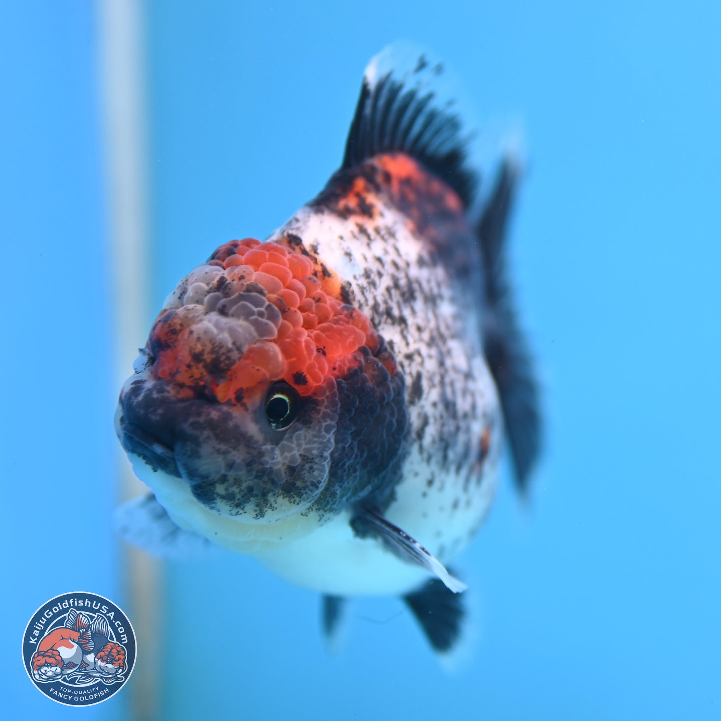 Shogun Calico Oranda 4 inches Body - Female (250207_OR07)