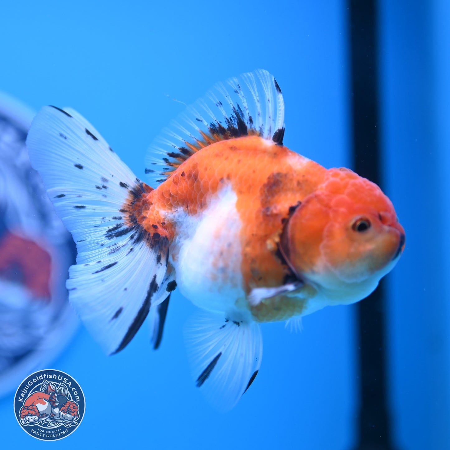 Shogun Tricolor Sakura Rose Tail Oranda 3.5in Body (240802_OR07) - Kaiju Goldfish USA