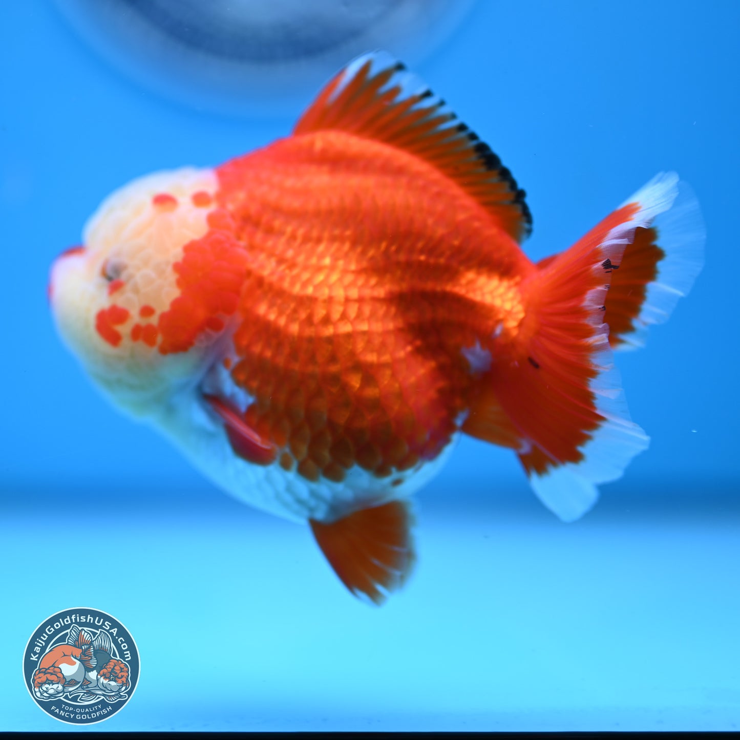 Jade Head Red White YuanBao Oranda 3.5 inches Body - Female (250214_OR07)