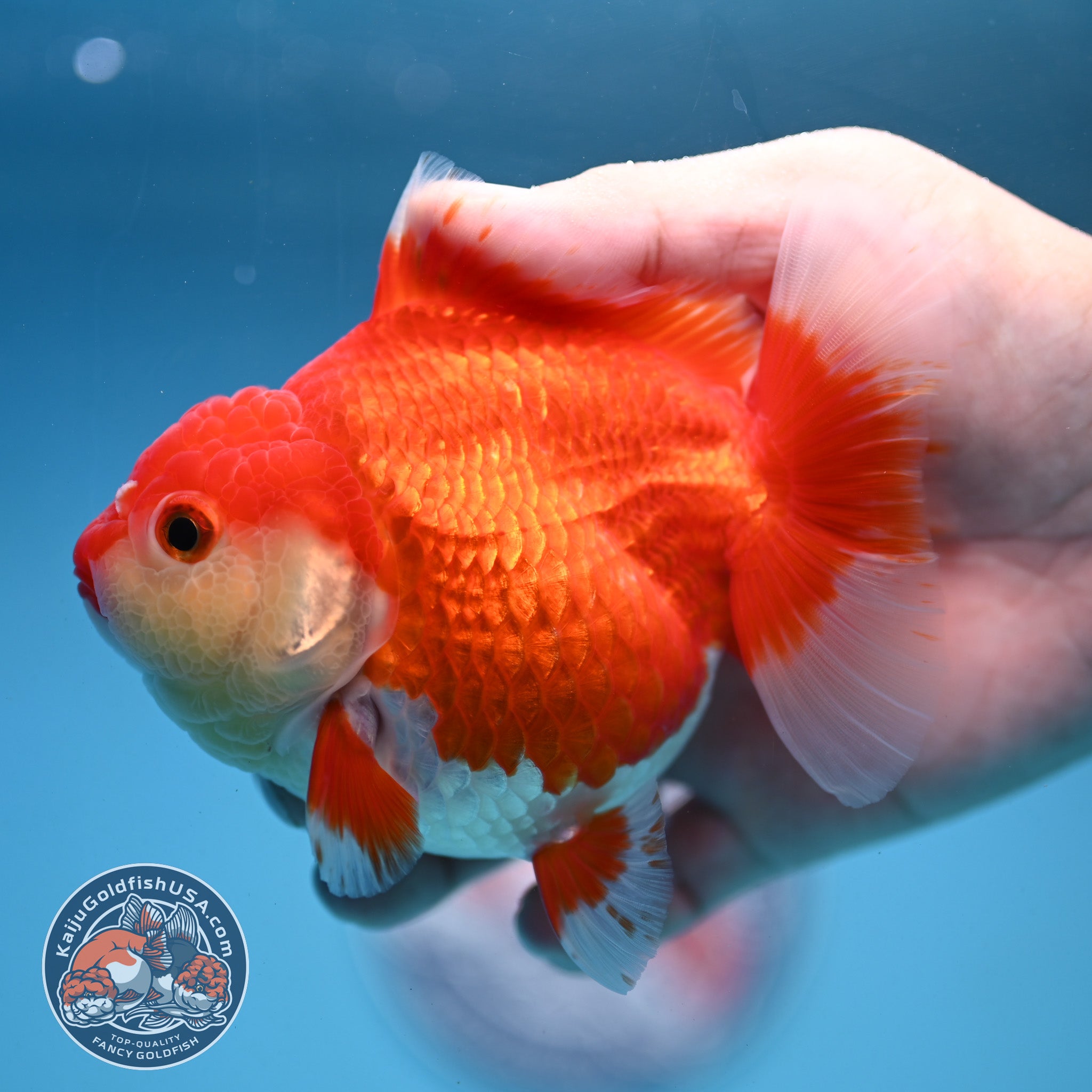 Red White Oranda 4 inch Body (250919_OR07) – Kaiju Goldfish USA
