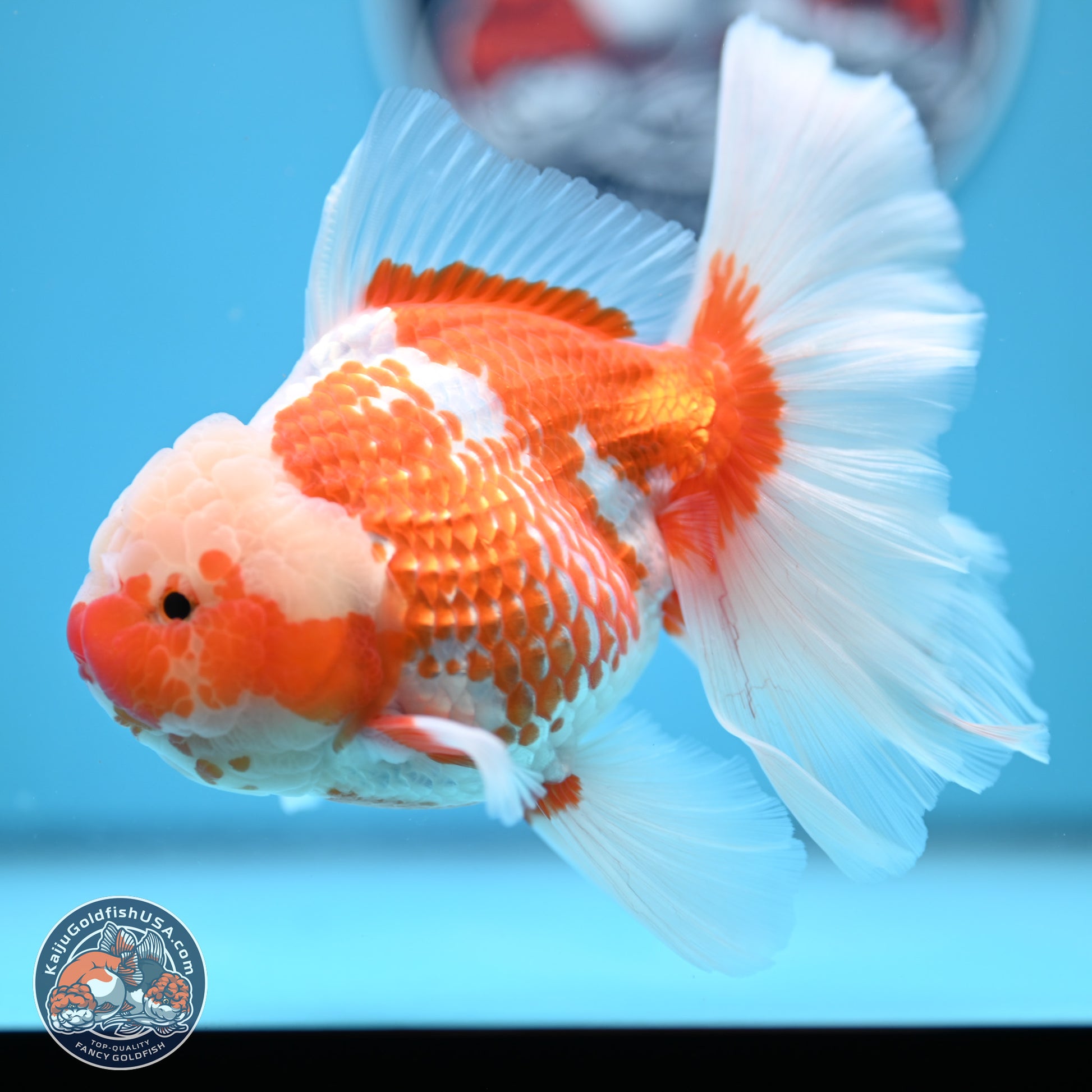 Jade Head Red White Rose Tail Oranda 4-6.5 inches (240906_OR07) - Kaiju Goldfish USA